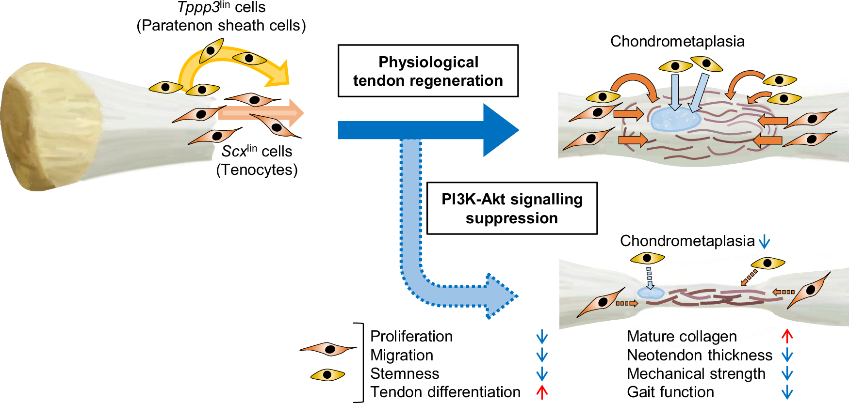 Fig. 8: Physiological tendon regeneration in neonatal mice requires the PI3K-Akt signalling pathway.