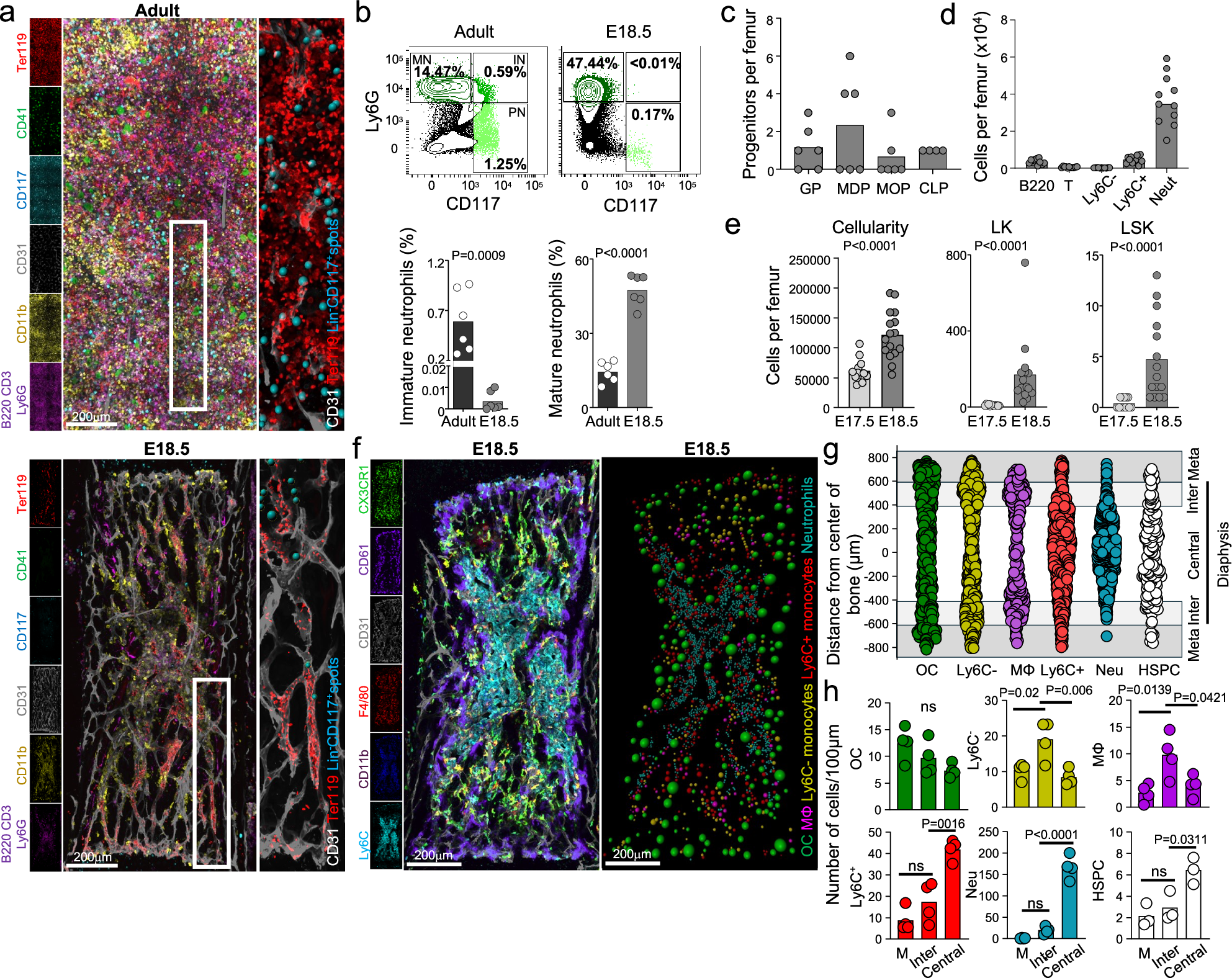 Fig. 1: The E18.5 bone marrow grows by recruitment and is spatially organized by the distribution of myeloid cells.