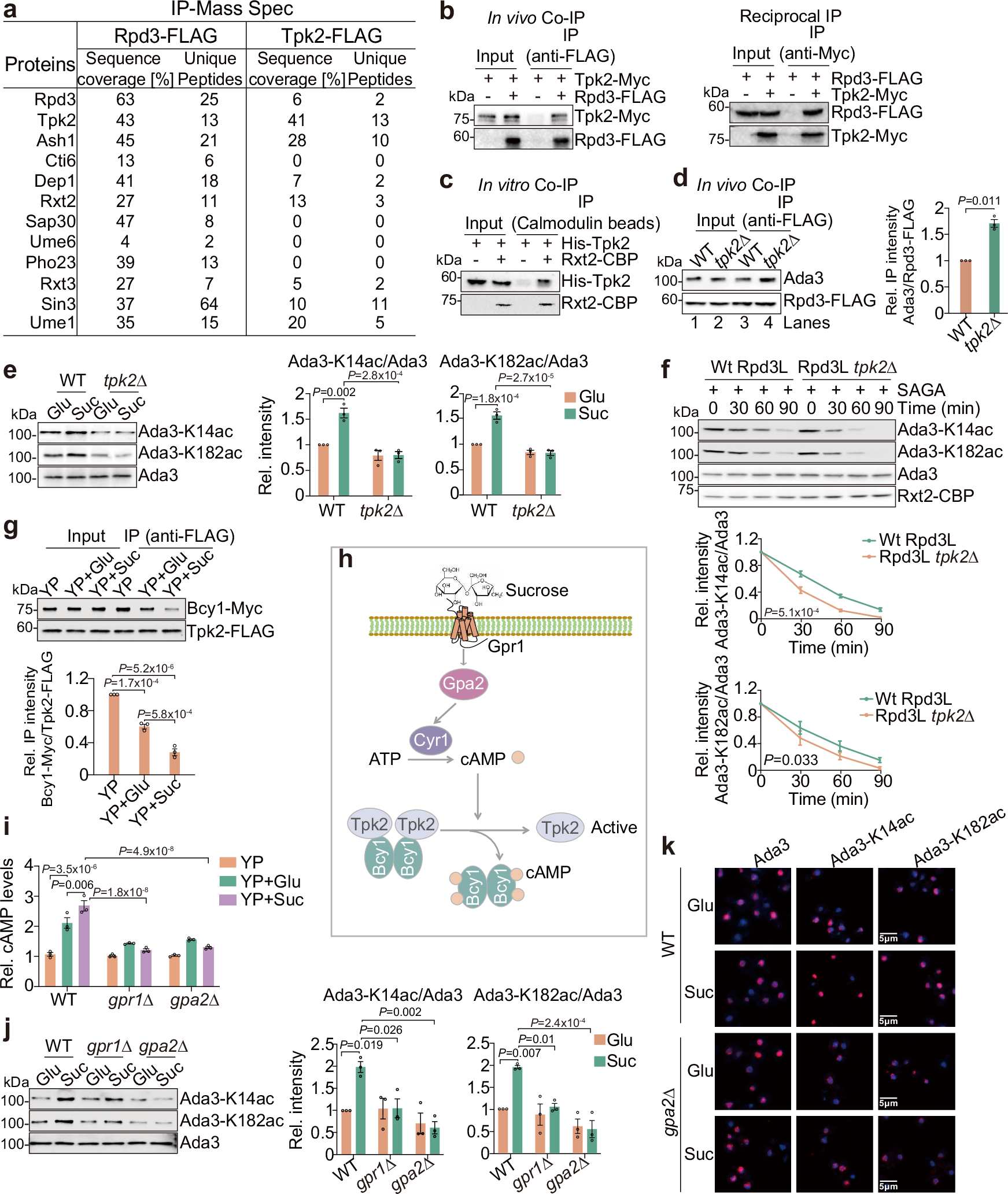 Fig. 2: The Gpr1-Gpa2-Cyr1-Tpk2 pathway is required for sucrose to repress Rpd3L-mediated Ada3 deacetylation.