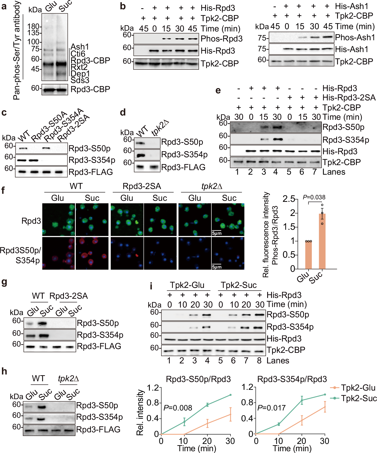 Fig. 3: Tpk2 phosphorylates Rpd3 at S50 and S354 in response to sucrose treatment.