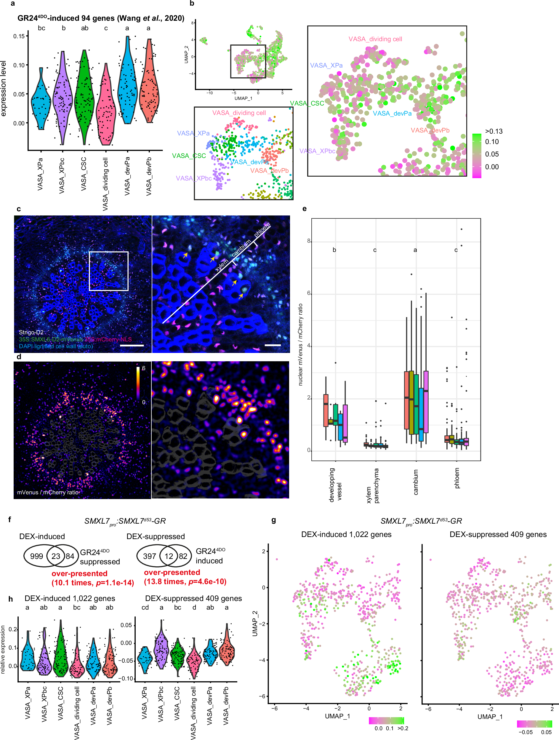 Fig. 2: Strigolactone (SL) signalling in the radially expanding hypocotyl.