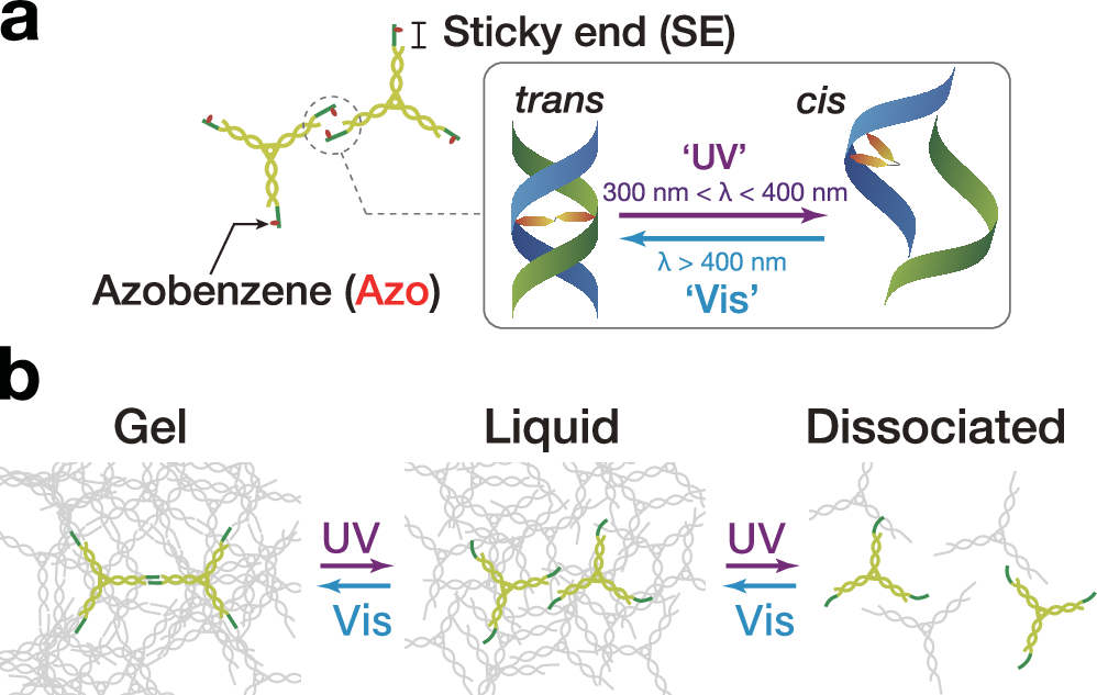 Fig. 1: Photocontrolled state transition of DNA condensates.