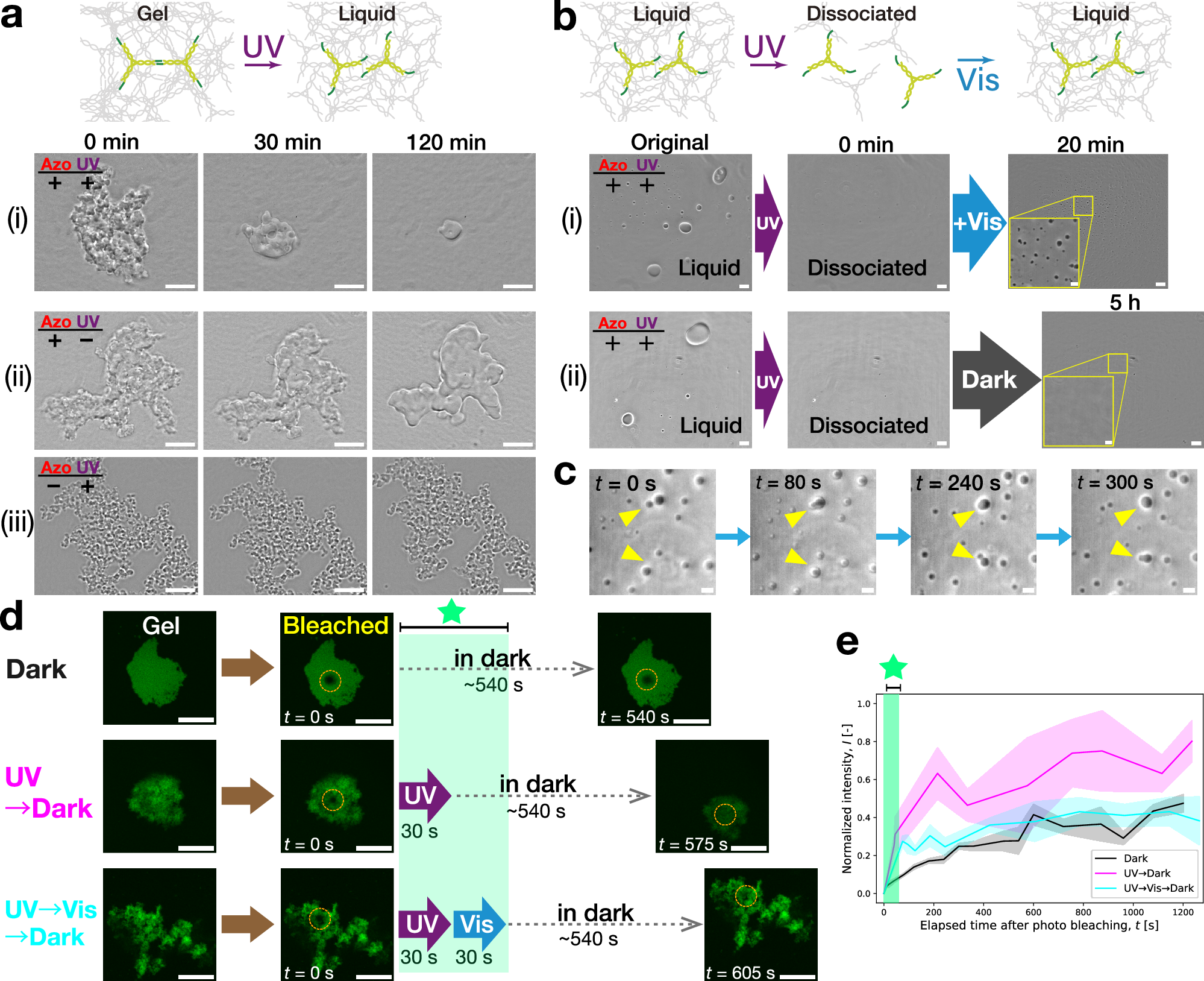 Fig. 2: Photoreversible phase-state control of Azo-modified DNA condensates at constant temperatures.