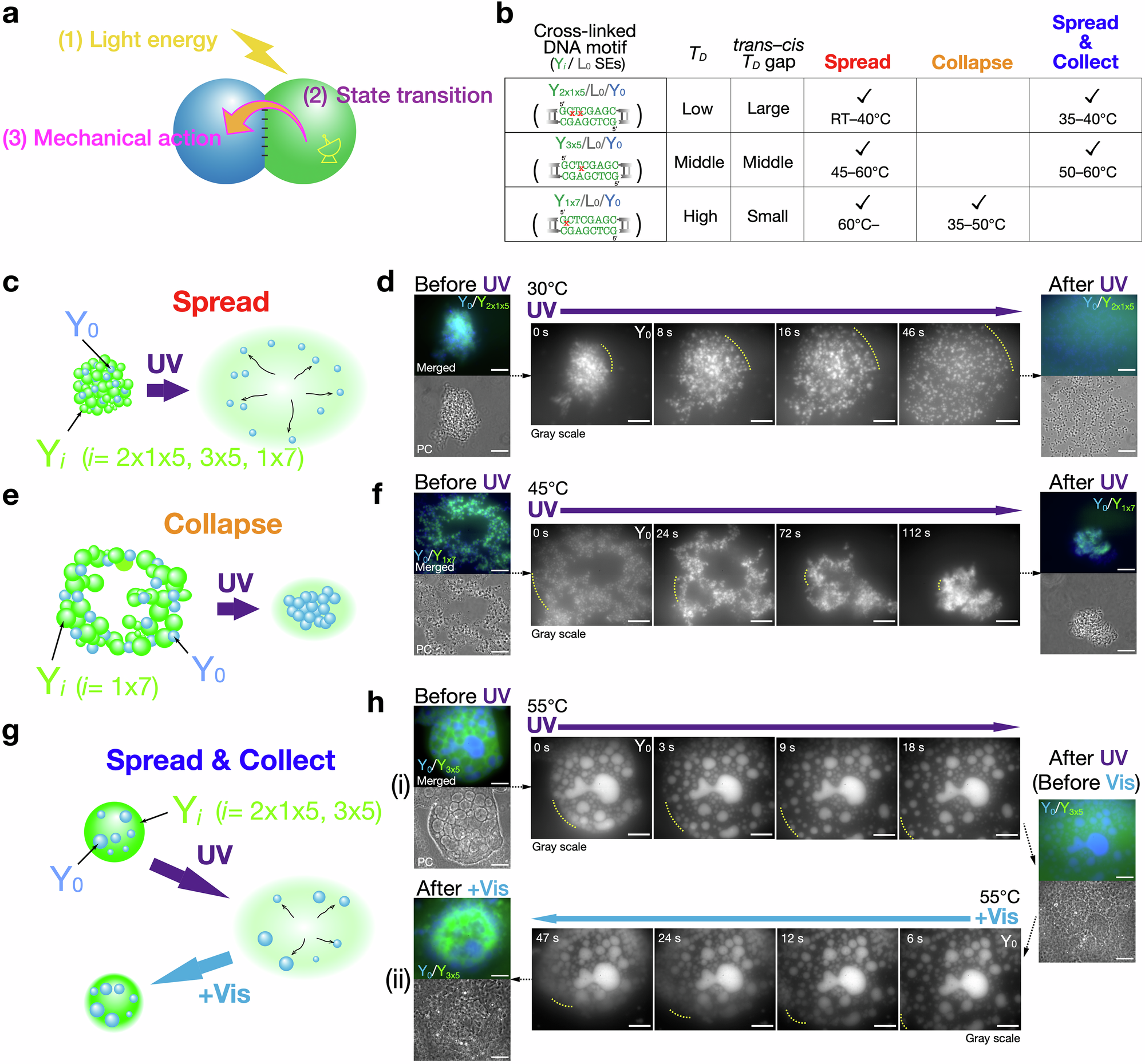Fig. 5: Mechanical actions using microflow of DNA condensates.