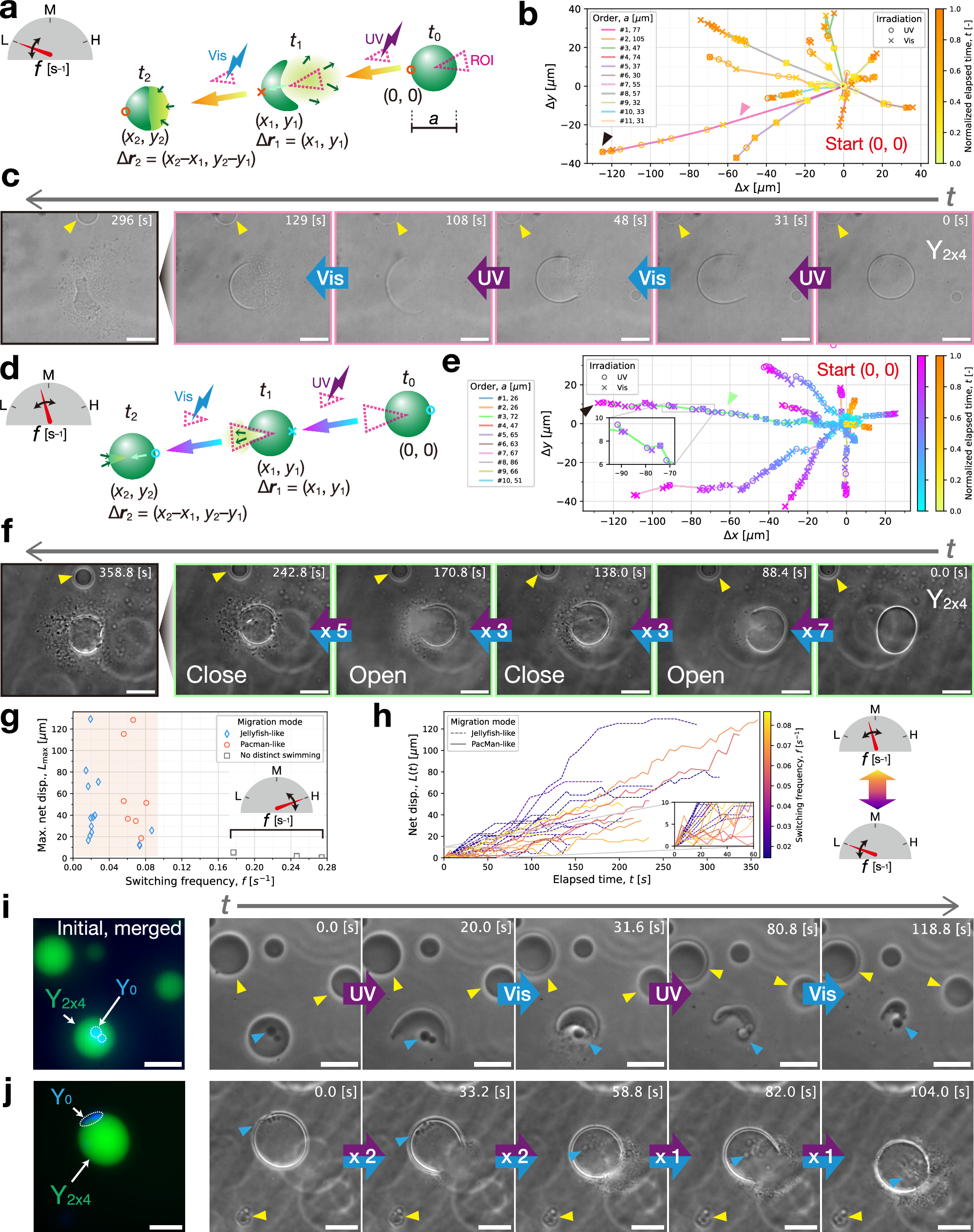 Fig. 7: Directional motions of DNA liquid condensates (composed of Y2x4) with localized UV–Vis photoswitching.