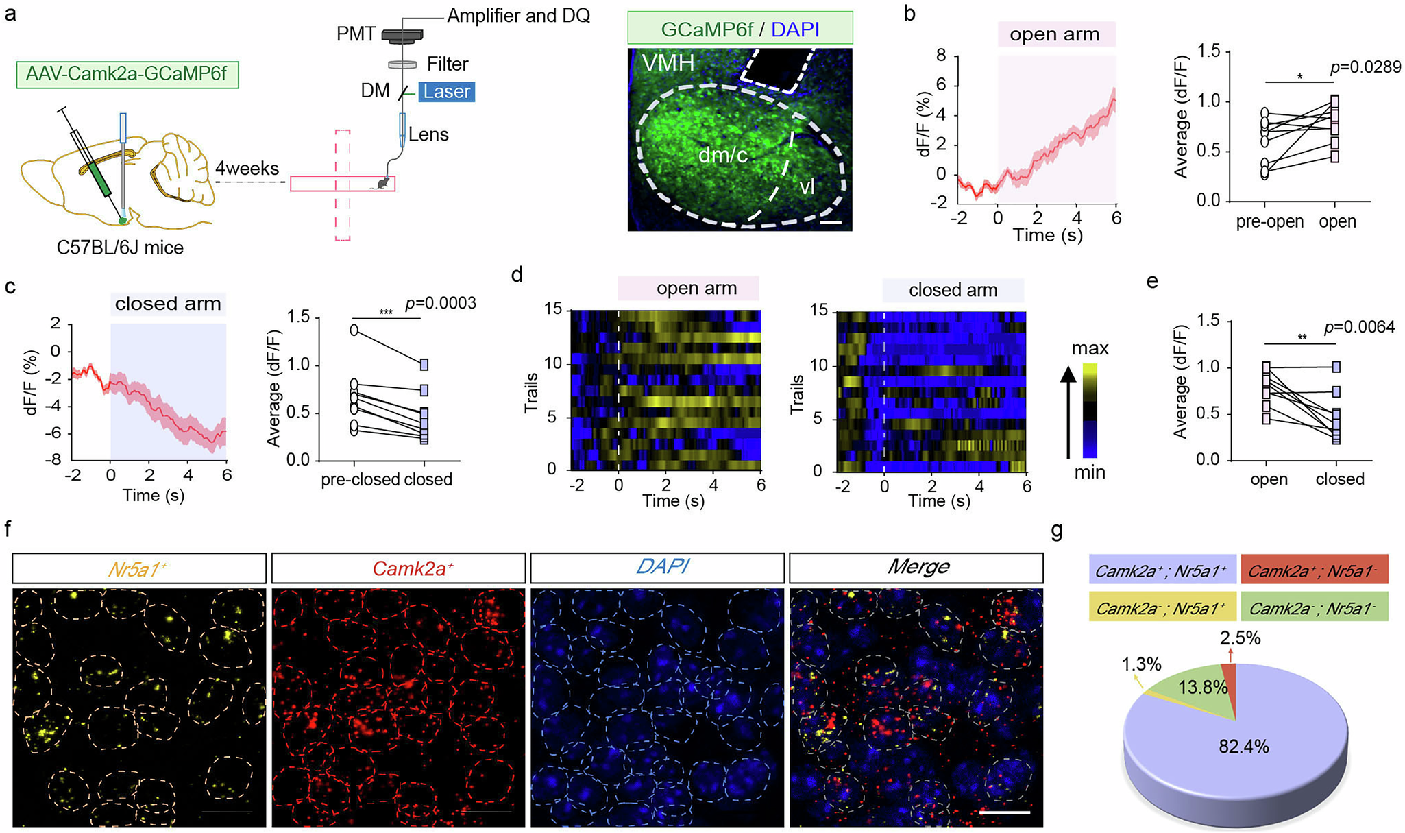 Fig. 1: Fiber photometry showing activity of αCaMKII+ neurons in mice exploring the EPM.