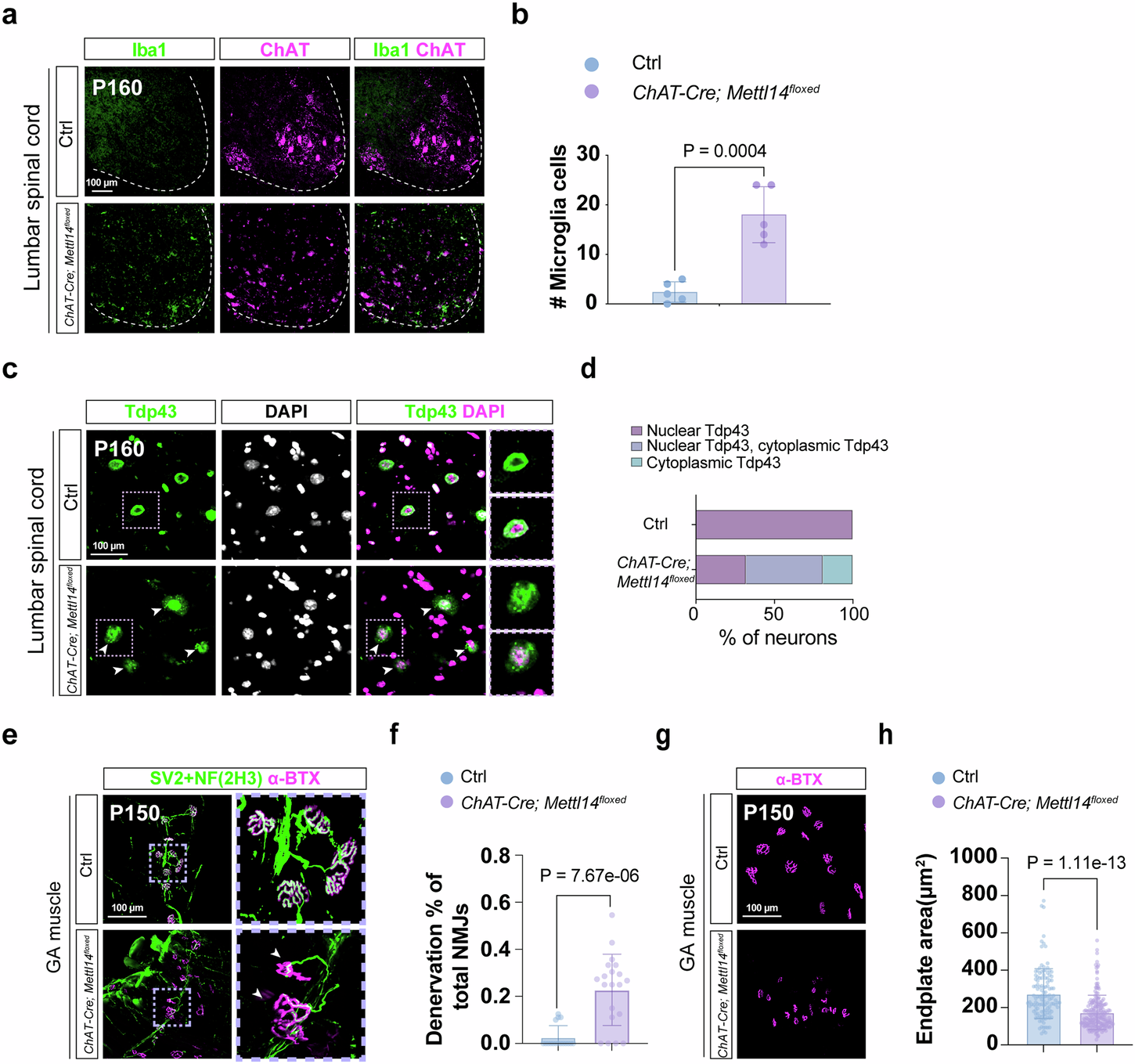 Fig. 3: Molecular characterization of ChAT-Cre; Mettl14floxed mutant mice.