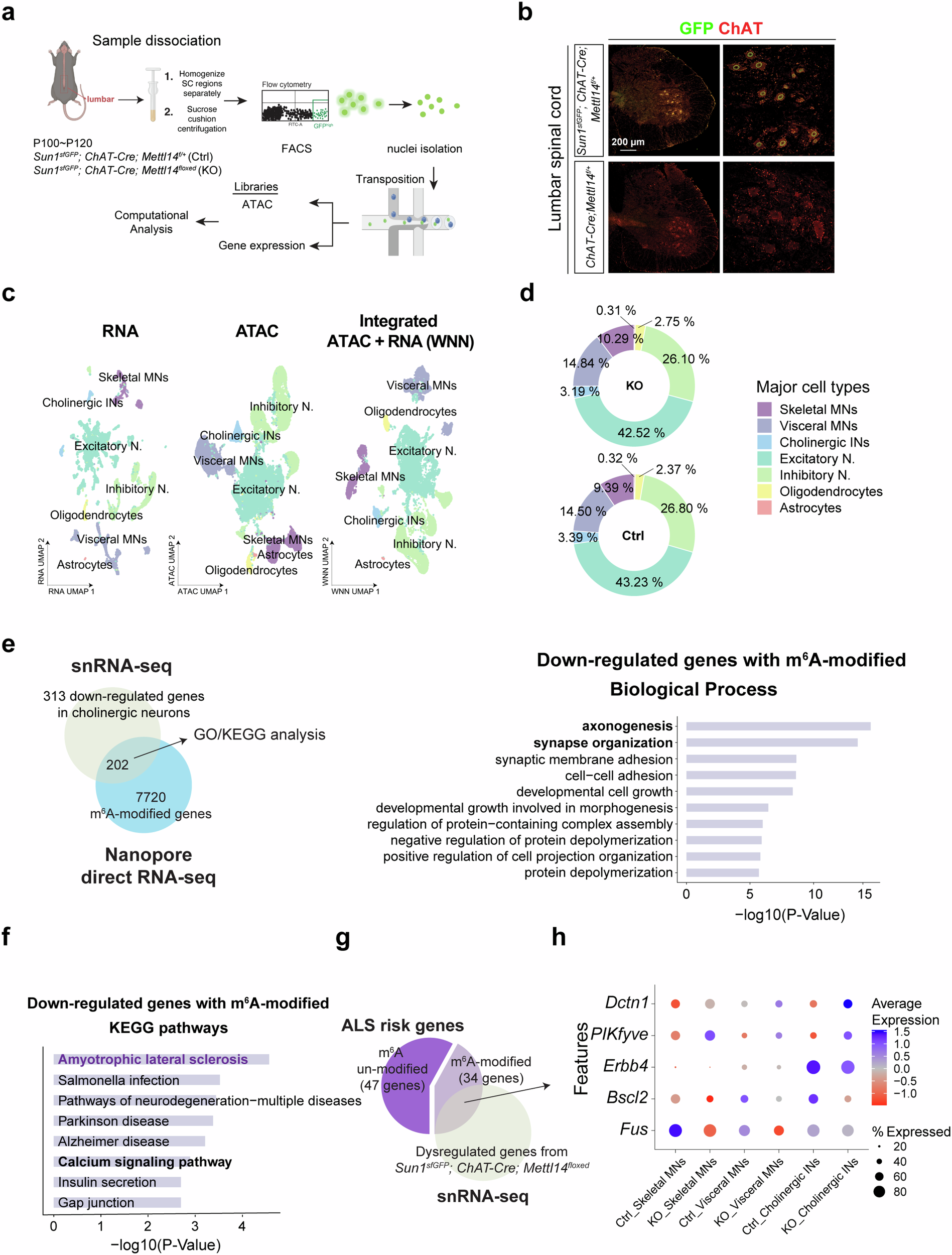 Fig. 6: Identification of m6A-modified genes contributing to MN degeneration.