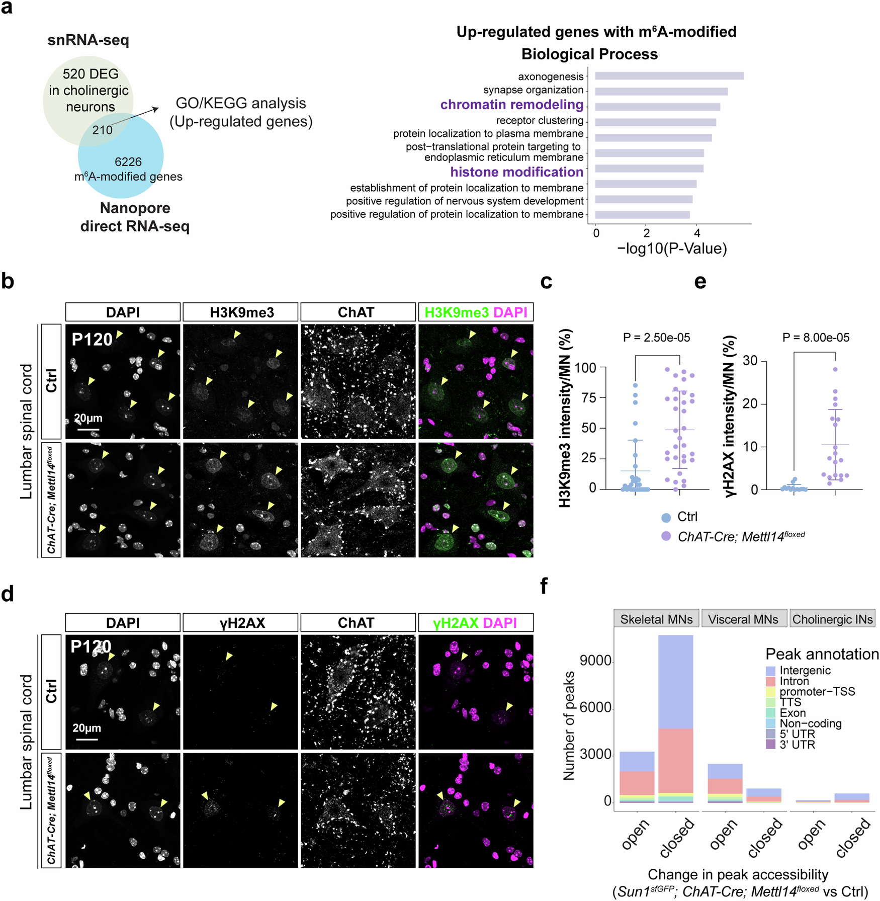 Fig. 7: Increase of repressive histone modification marks and closed chromatin regions in ChAT-Cre; Mettl14floxed mice.