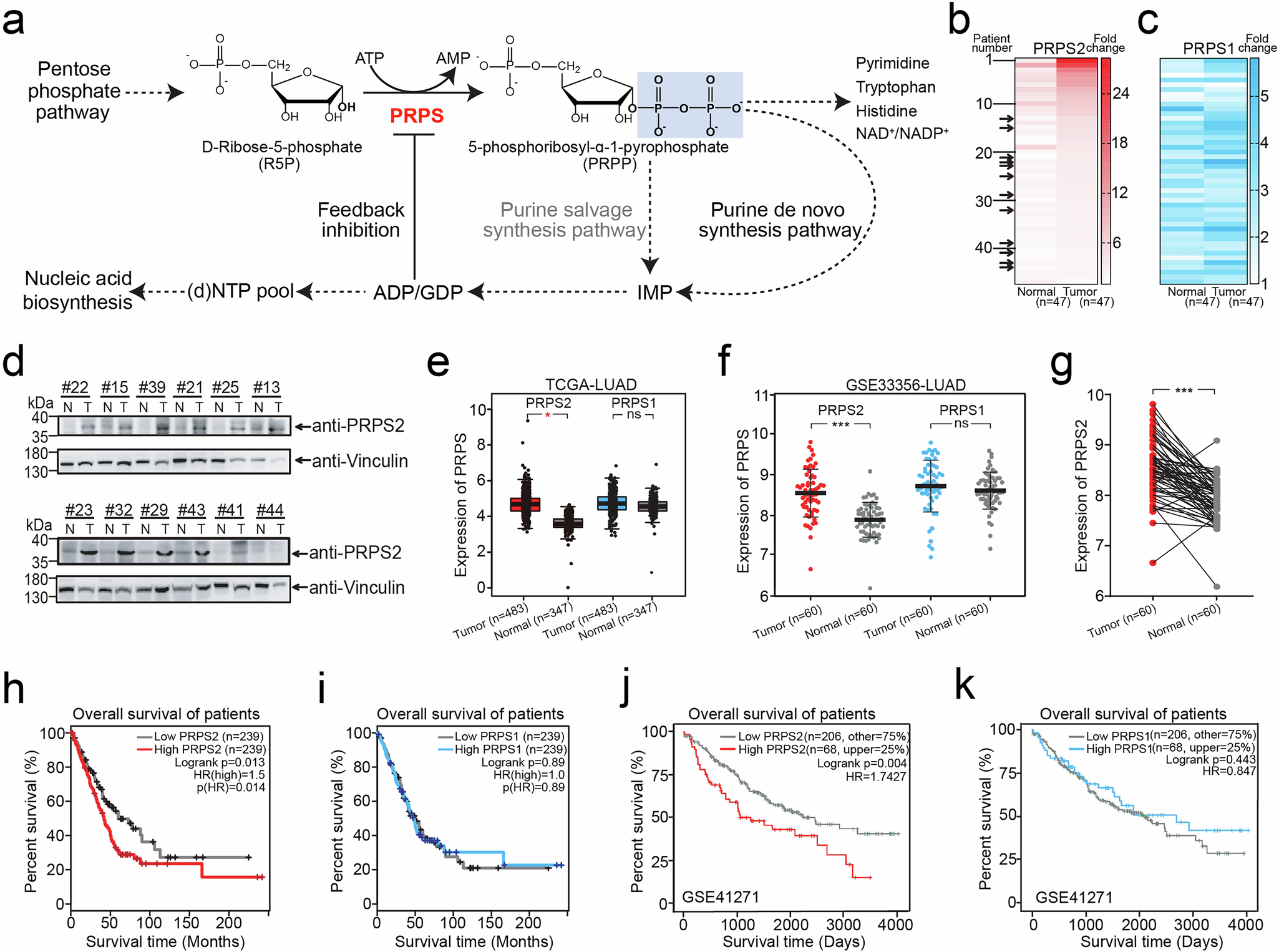 Fig. 1: PRPS2 is upregulated in lung malignancies clinically.