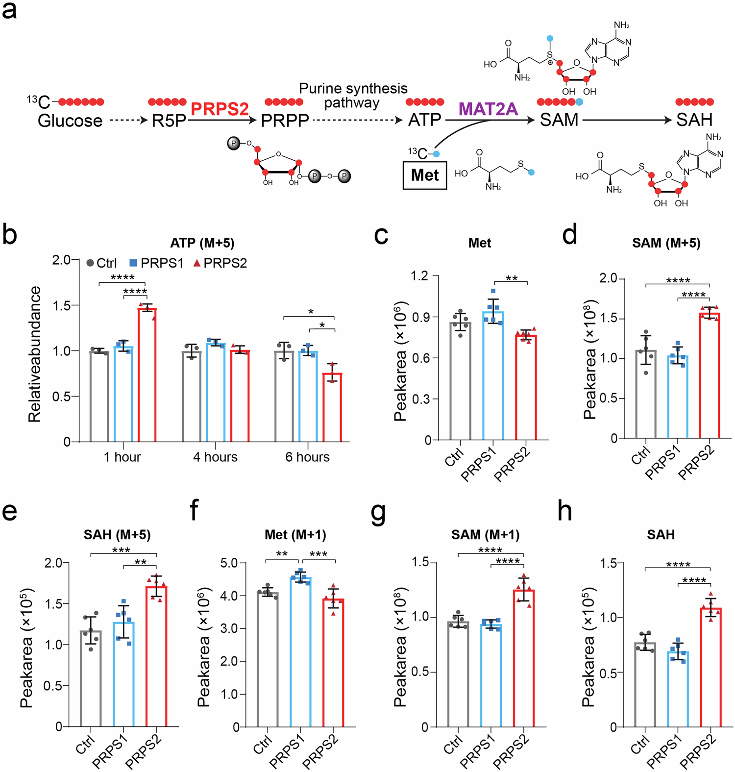 Fig. 7: PRPS2 enhances the methionine metabolic cycle and upregulates SAM synthesis.