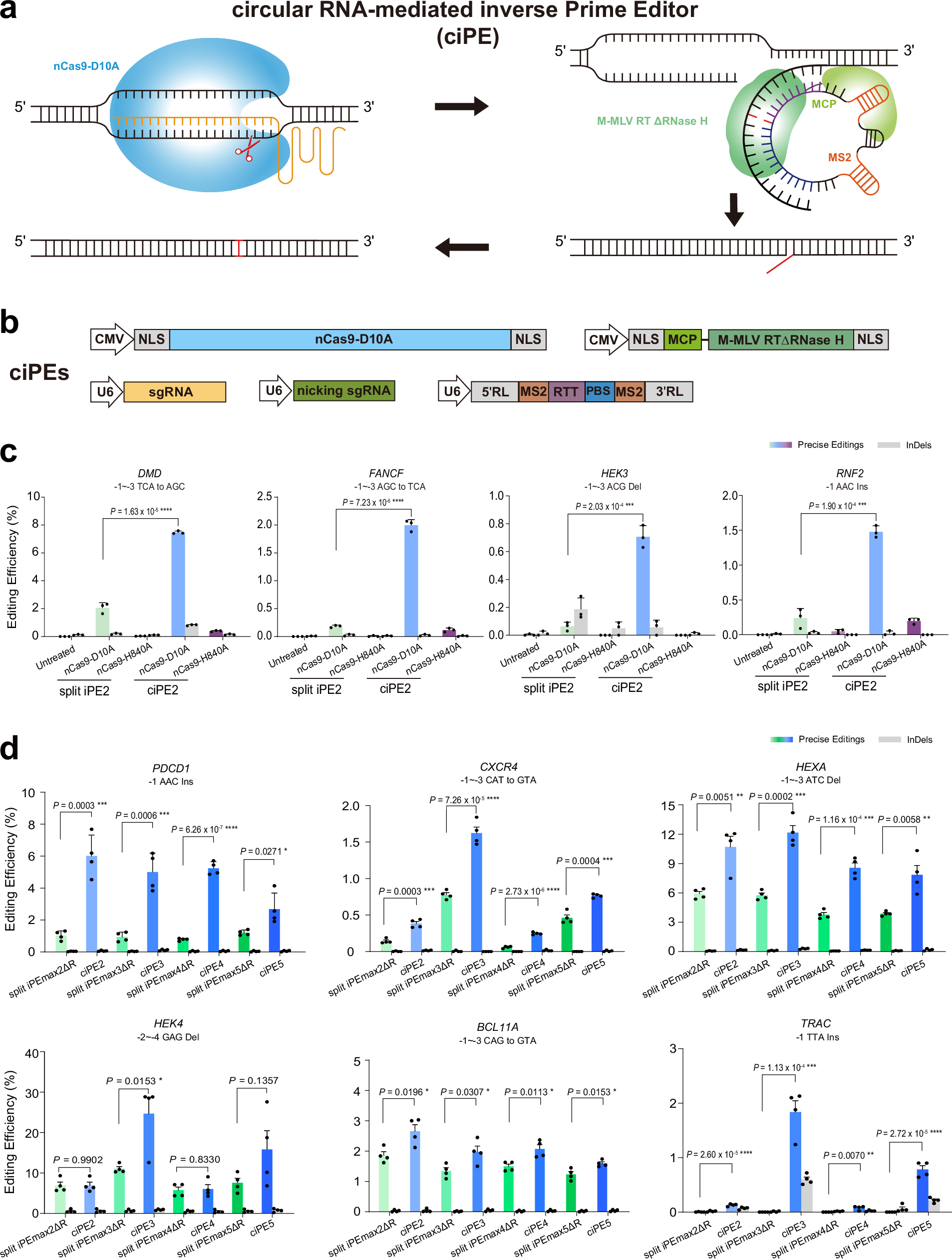 Fig. 2: Development of ciPE for efficient inverse prime editing in human cells.