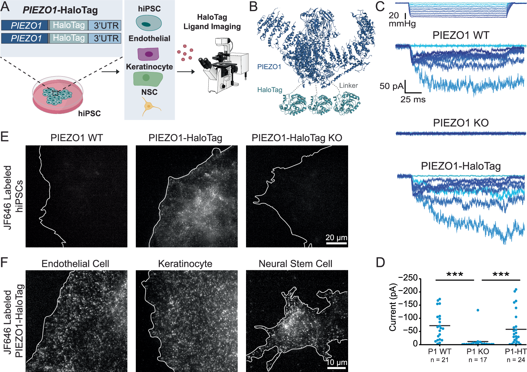 Fig. 1: Generation and validation of the PIEZO1-HaloTag hiPSC line.