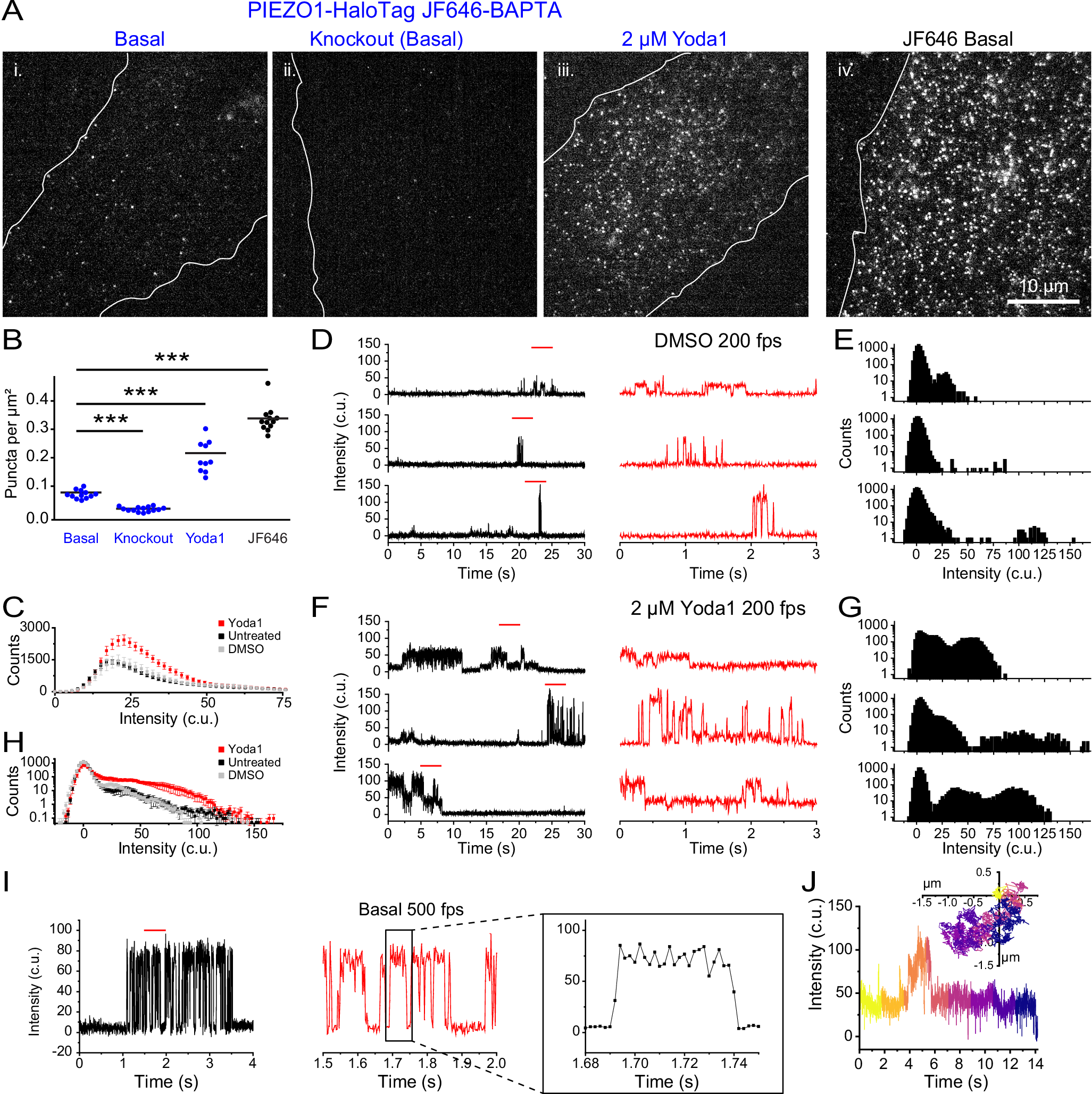 Fig. 3: PIEZO1-HaloTag enables imaging of endogenous PIEZO1 activity with temporal resolution approaching that of patch-clamp electrophysiology.