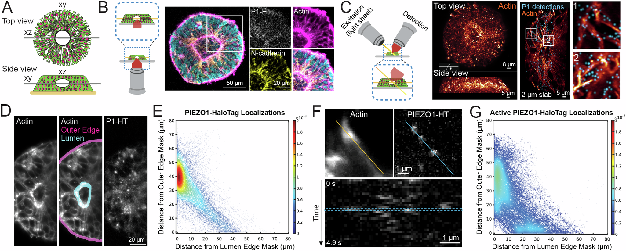 Fig. 5: Visualizing the spatial distribution and activity of PIEZO1-HaloTag puncta in micropatterned neural rosettes (MNRs).