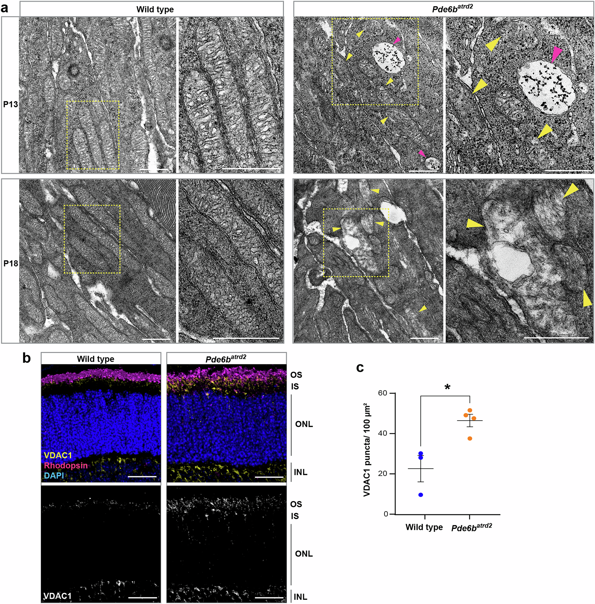 Fig. 8: Mitochondrial stress develops in Pde6batrd2mutant photoreceptors.