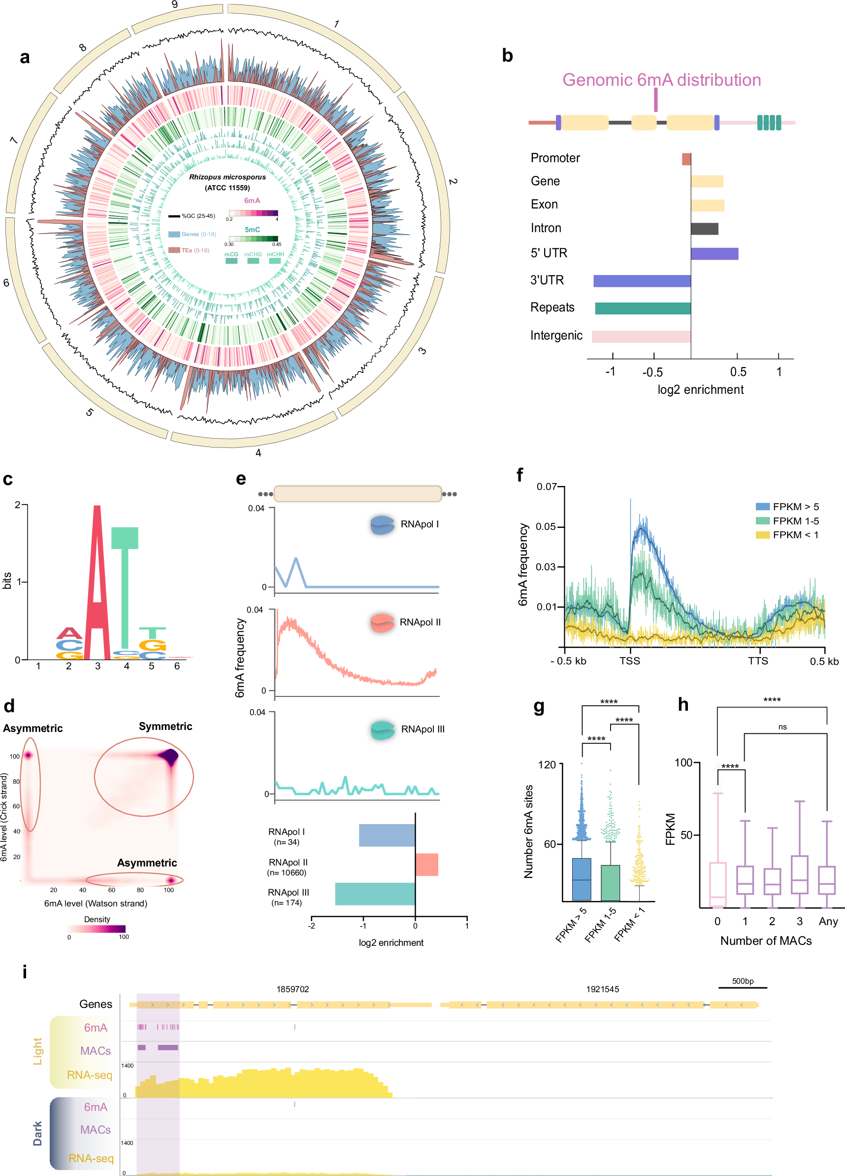 Fig. 1: Genome-wide implications and distribution of DNA epigenetic modifications in R microsporus.