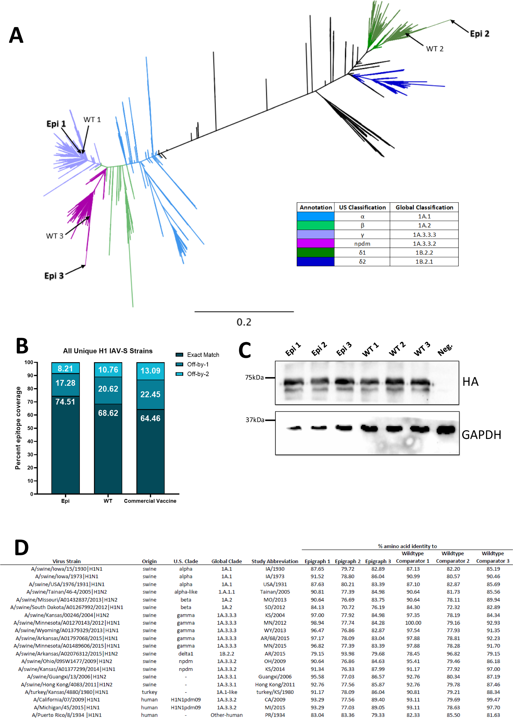 Fig. 1: Development and characterization of epitope optimized (Epigraph) vaccine immunogens.