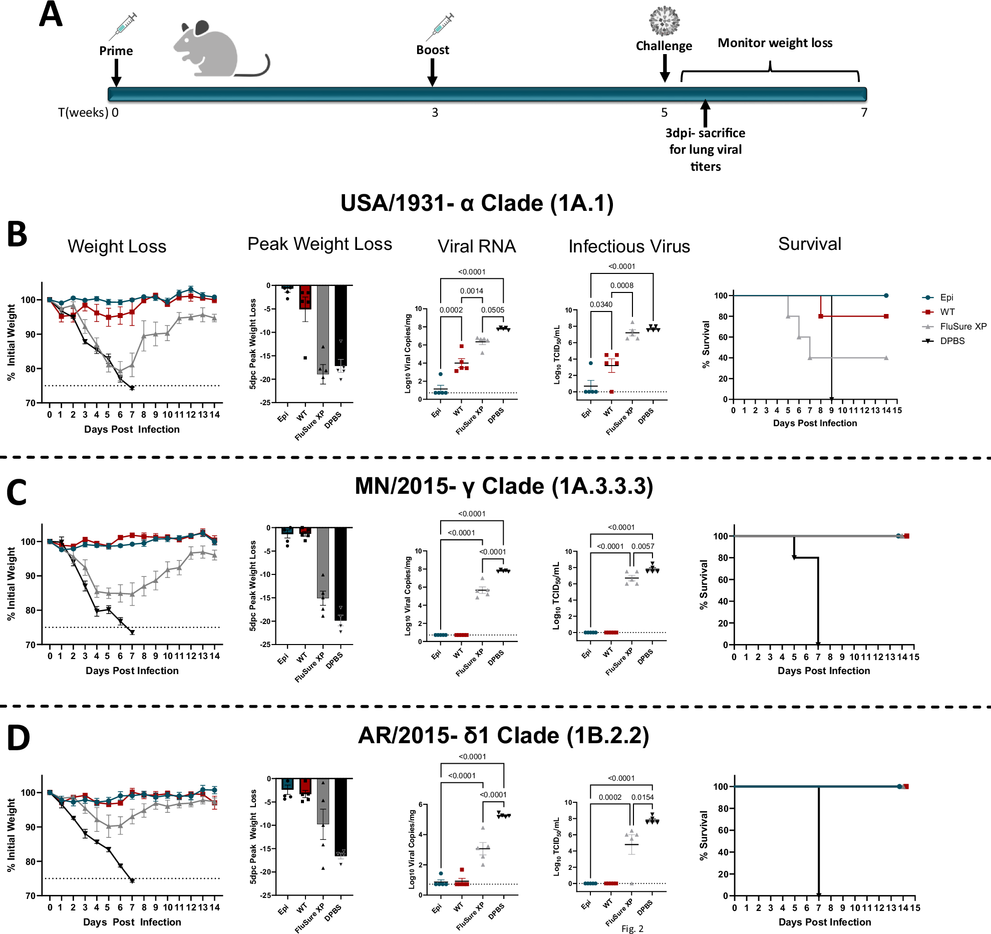 Fig. 2: Epigraph induces robustly cross-protective immunity in mouse model.