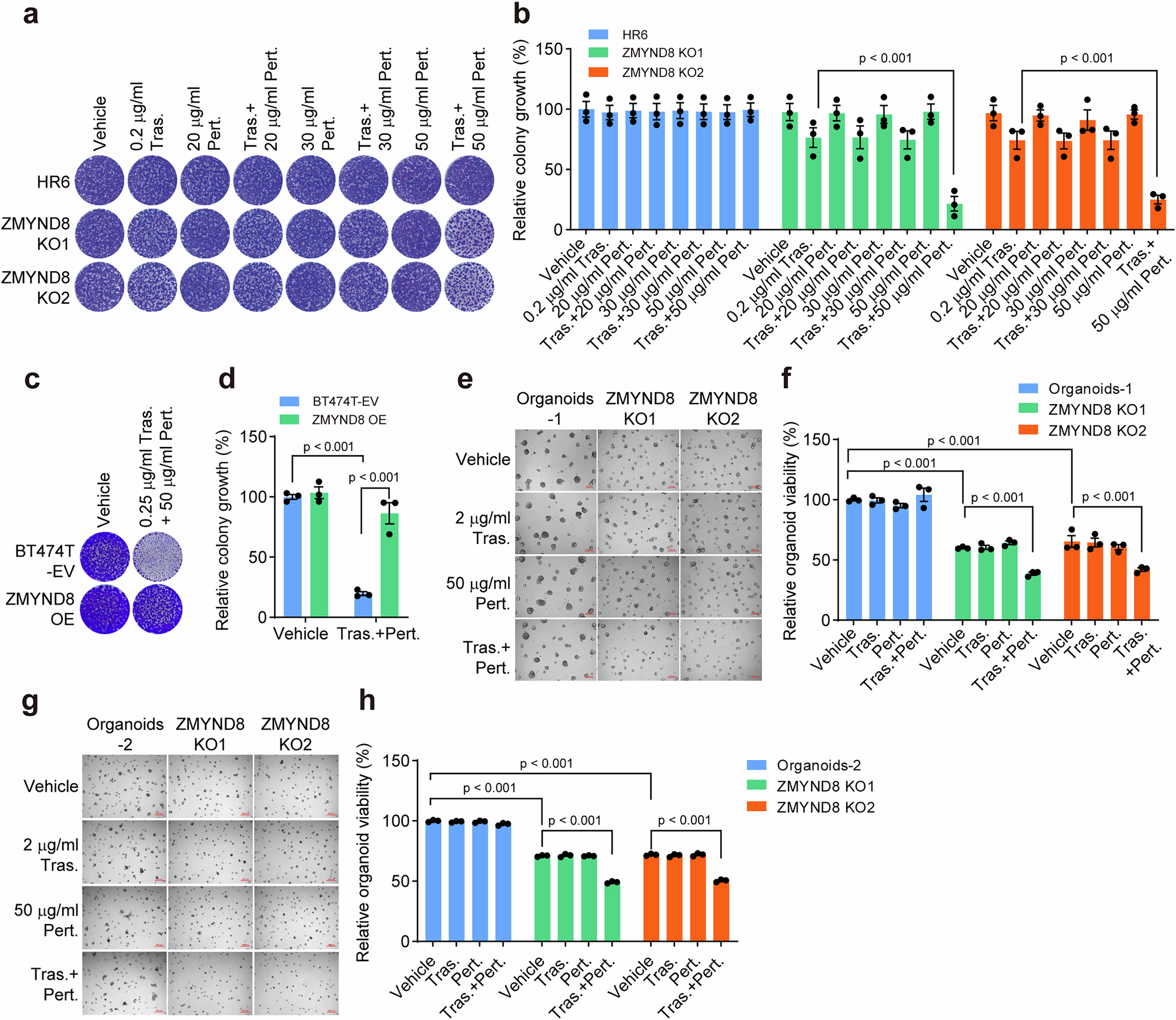 Fig. 2: ZMYND8 drives trastuzumab plus pertuzumab resistance in HER2+ breast cancer in vitro.