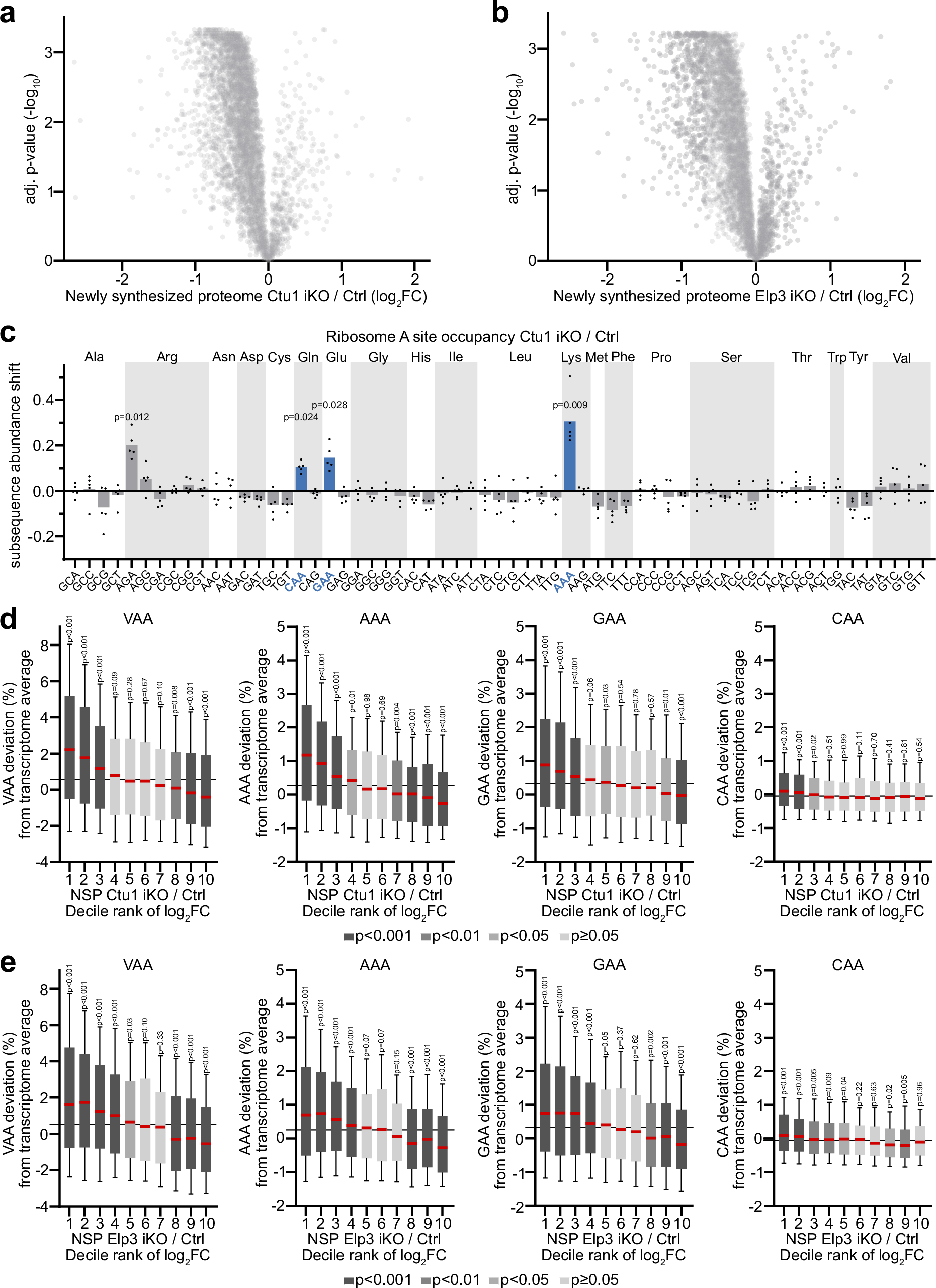 Fig. 3: Loss of tRNA wobble enzymes leads to a global decrease in protein synthesis.