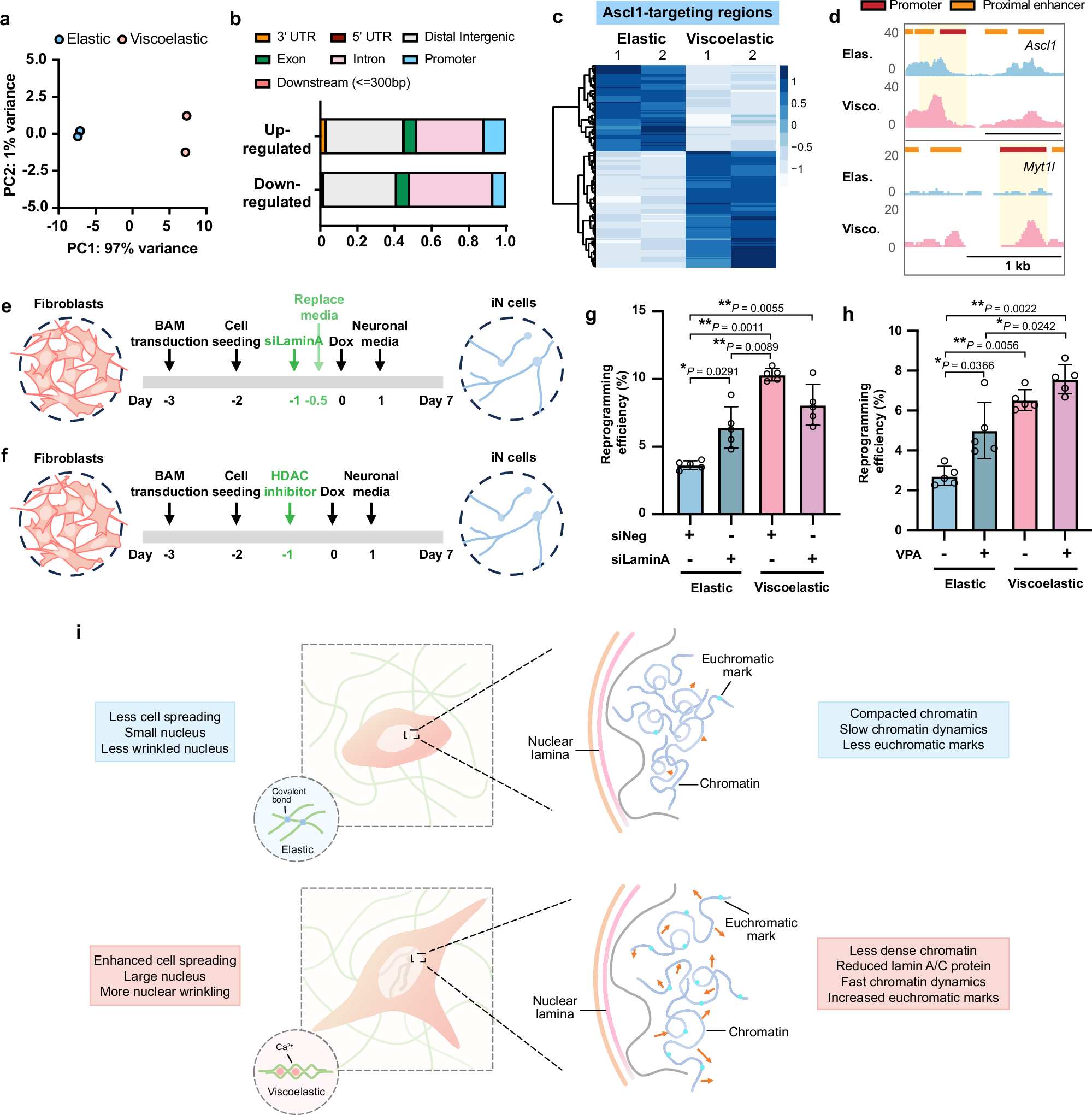 Fig. 7: Viscoelastic substrates regulate genome-wide chromatin accessibility.