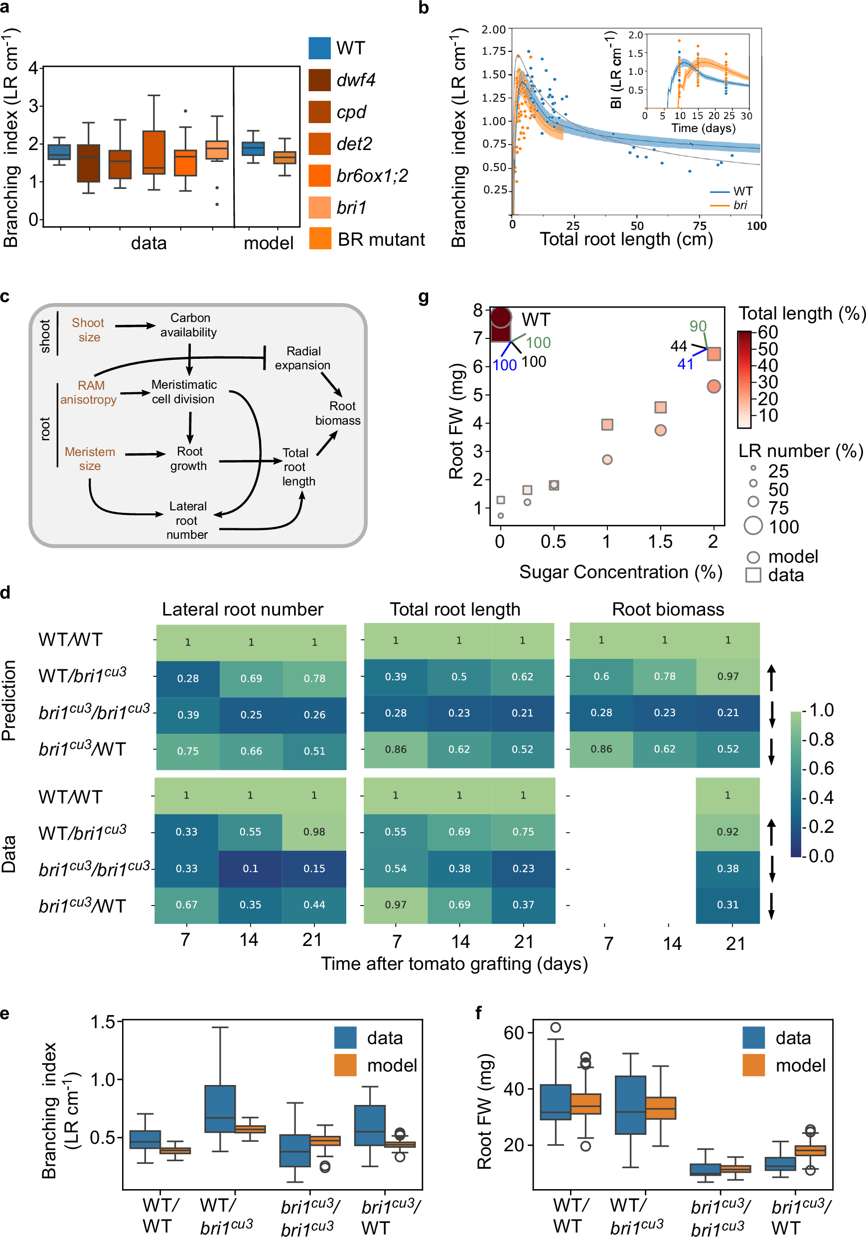 Fig. 6: Root branching scales with BR regulation of growth anisotropy and carbon availability.