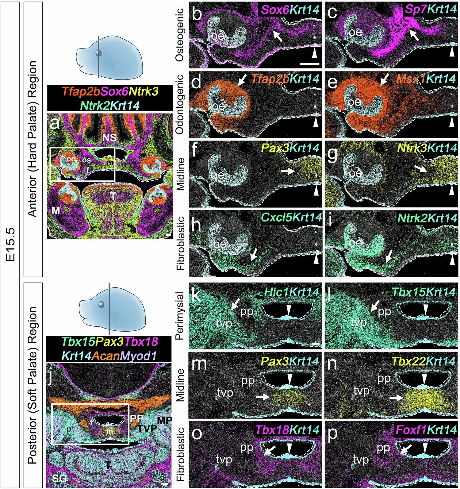 Fig. 4: Spatial mapping of osteogenic, odontogenic, midline, fibroblastic, and perimysial markers in the E15.5 hard and soft palate regions using seqFISH.