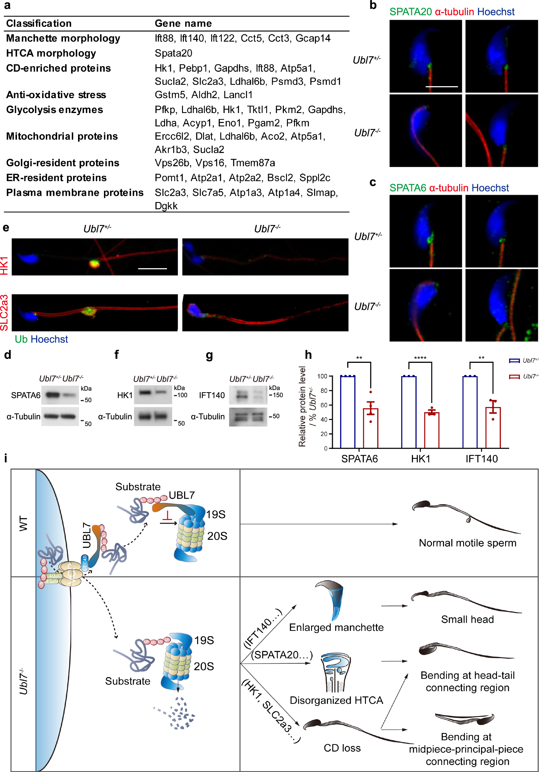 Fig. 7: Loss of substrates protected by UBL7 causes defects in Ubl7−/− sperm structures.