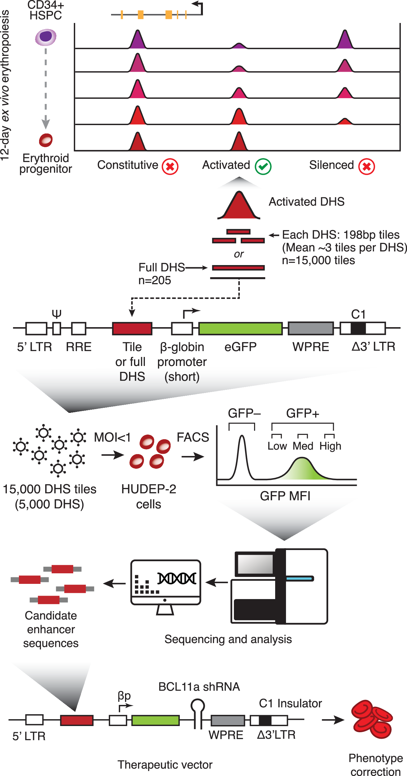 Fig. 1: An enhancer discovery pipeline for gene therapy applications.