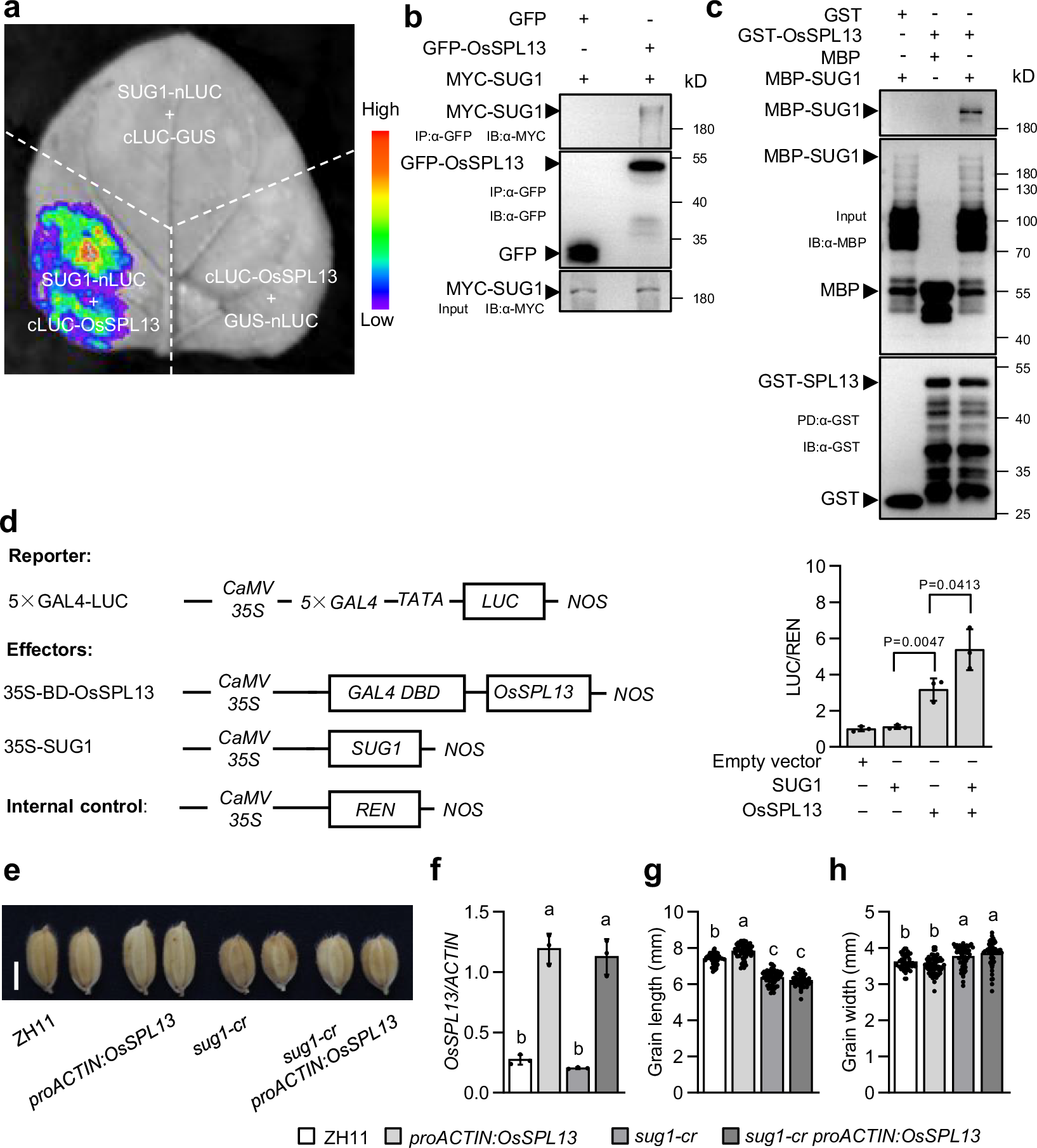 Fig. 4: SUG1 interacts with OsSPL13 to control seed size.