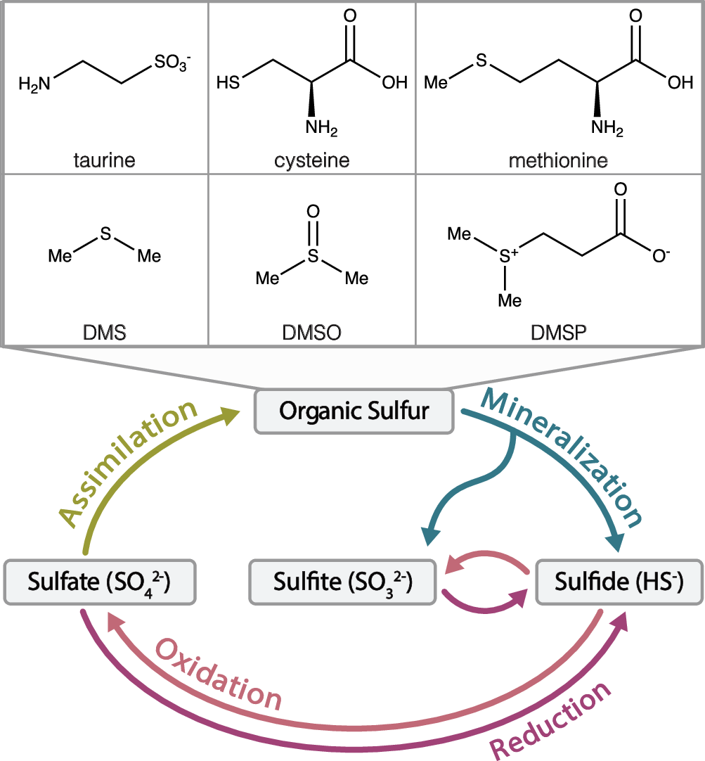 Fig. 1: The biogeochemical sulfur cycle.