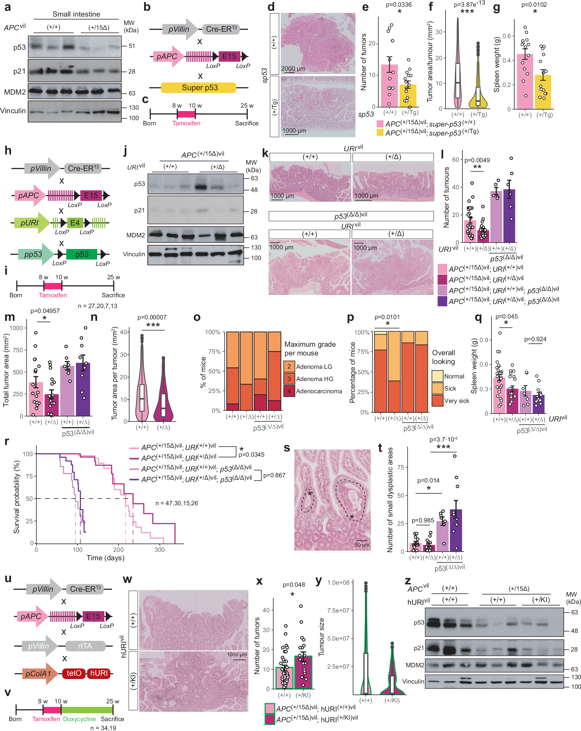 Fig. 6: URI depletion prevents APC loss-driven CRC initiation in a p53-dependent manner.
