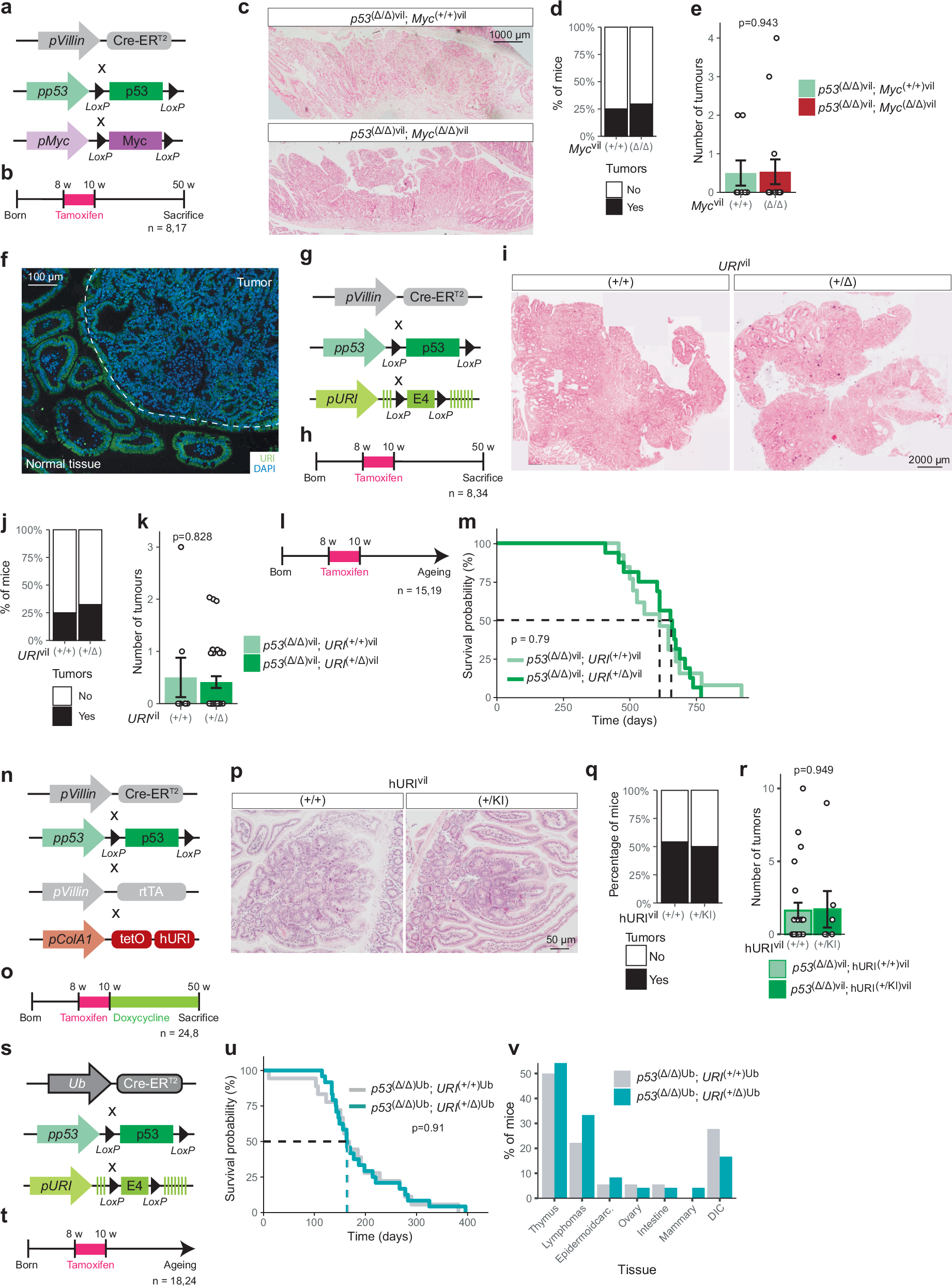 Fig. 9: URI depends on p53 to promote tumour initiation.