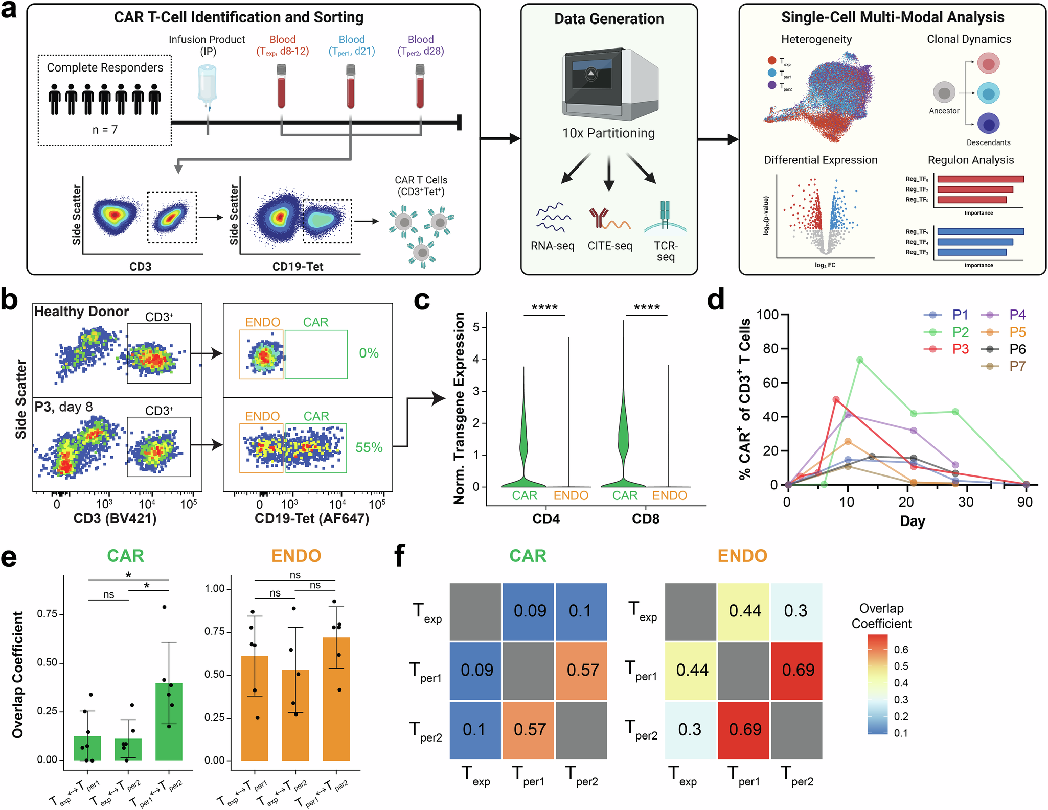 Fig. 1: CD8+ CAR T cells from complete responders undergo a clonotypic shift in vivo.