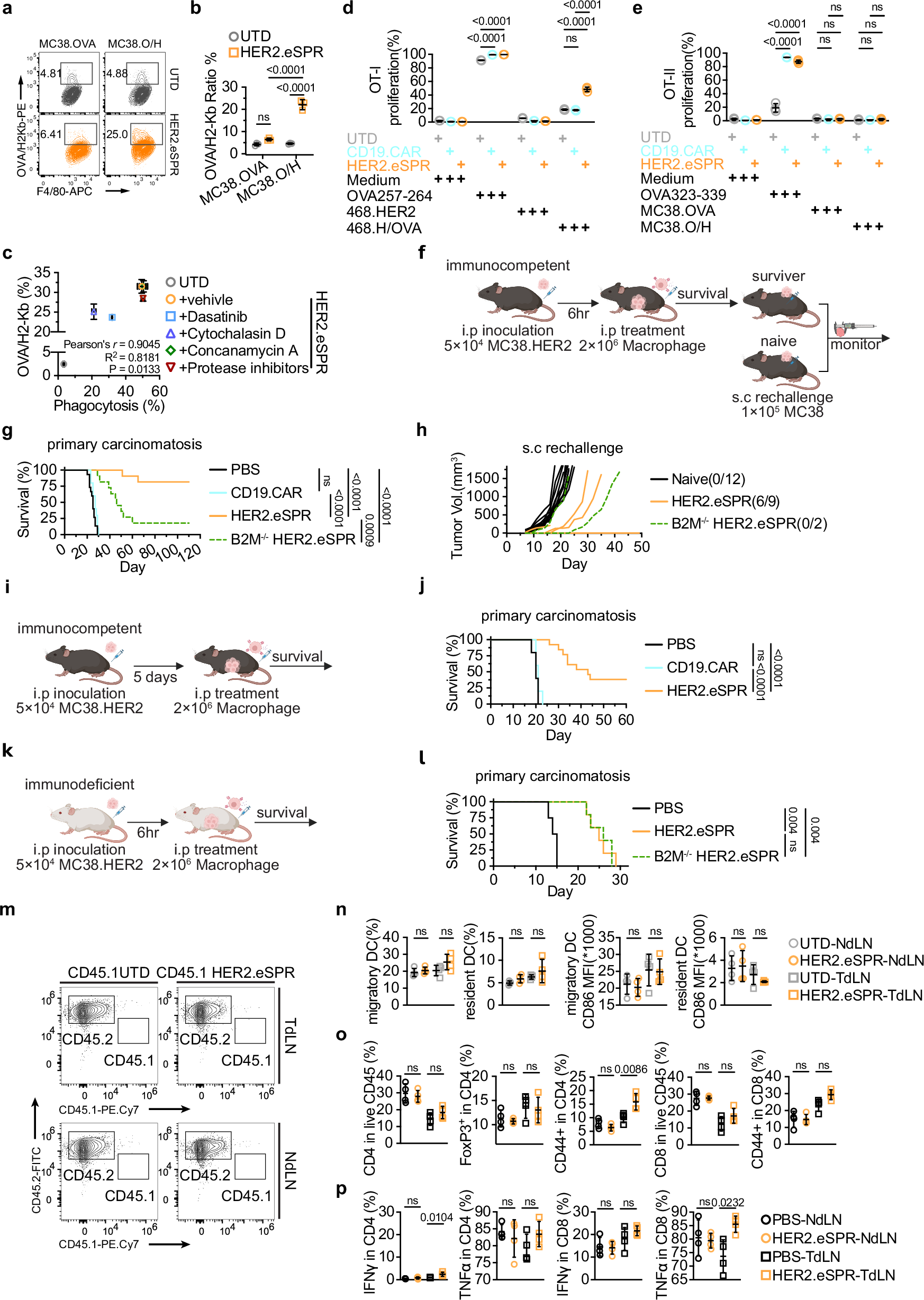 Fig. 4: eSPR macrophages invigorate T cells.