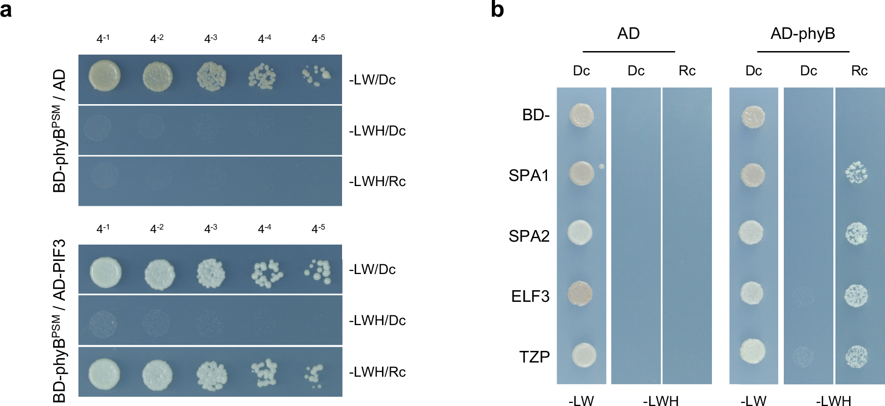 Fig. 1: Yeast two-hybrid assay (Y2H) demonstrates light-dependent interaction between phytochrome and interacting proteins in AH109C.