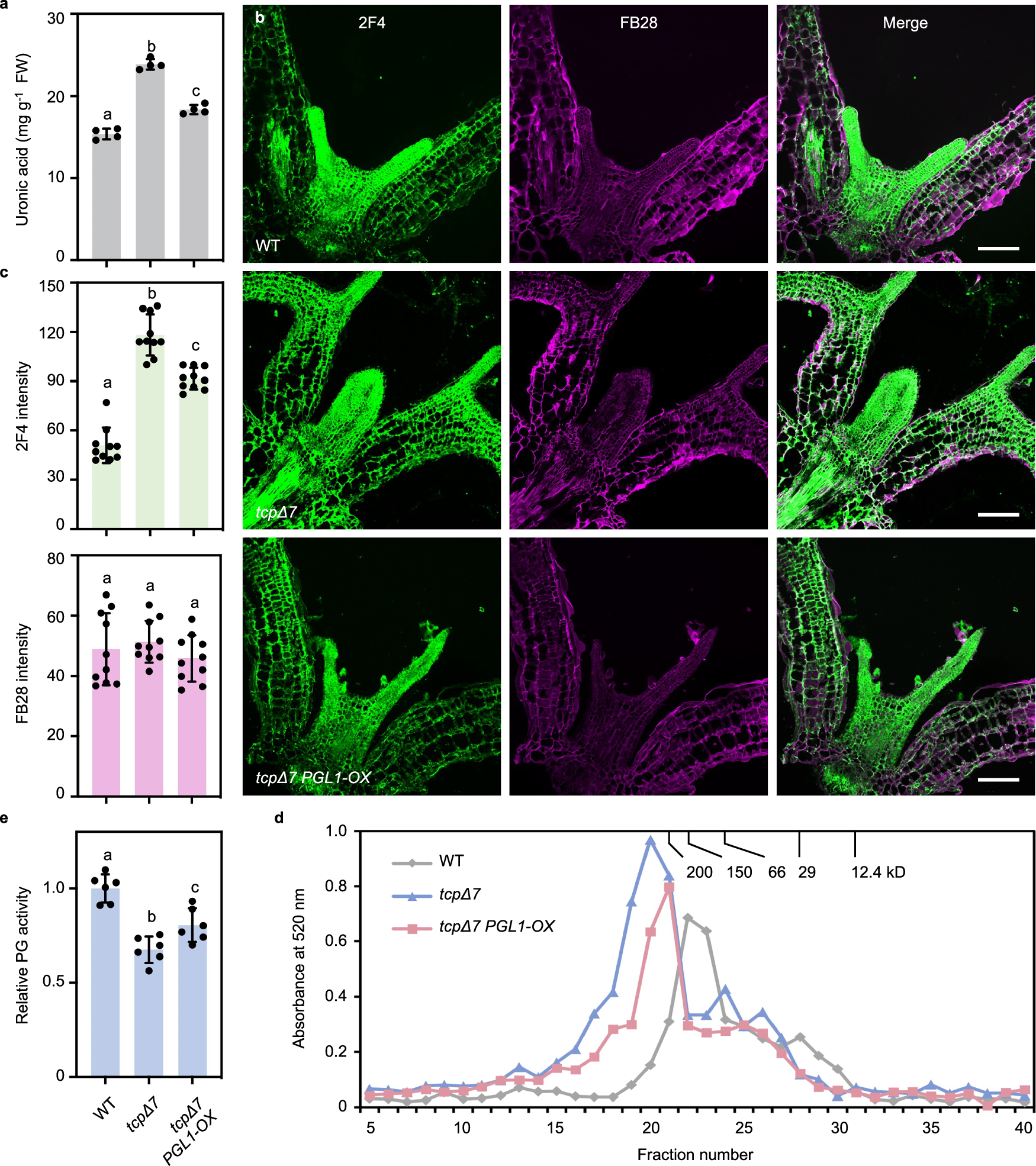 Fig. 7: PGL1 partially restores cell wall pectin accumulation in tcpΔ7.