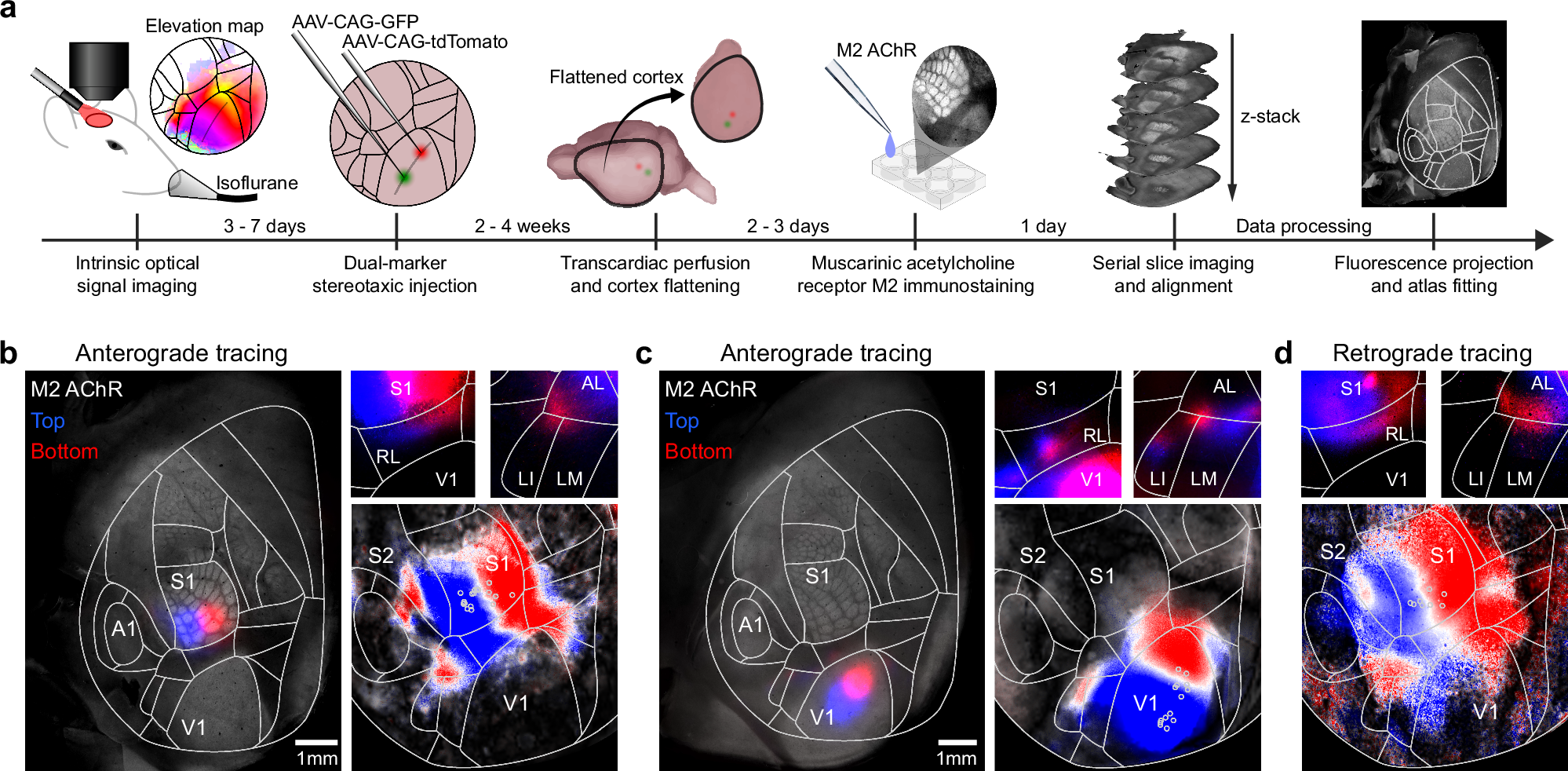 Fig. 4: Co-aligned visual and tactile anatomical projection maps in the dorsal cortex.