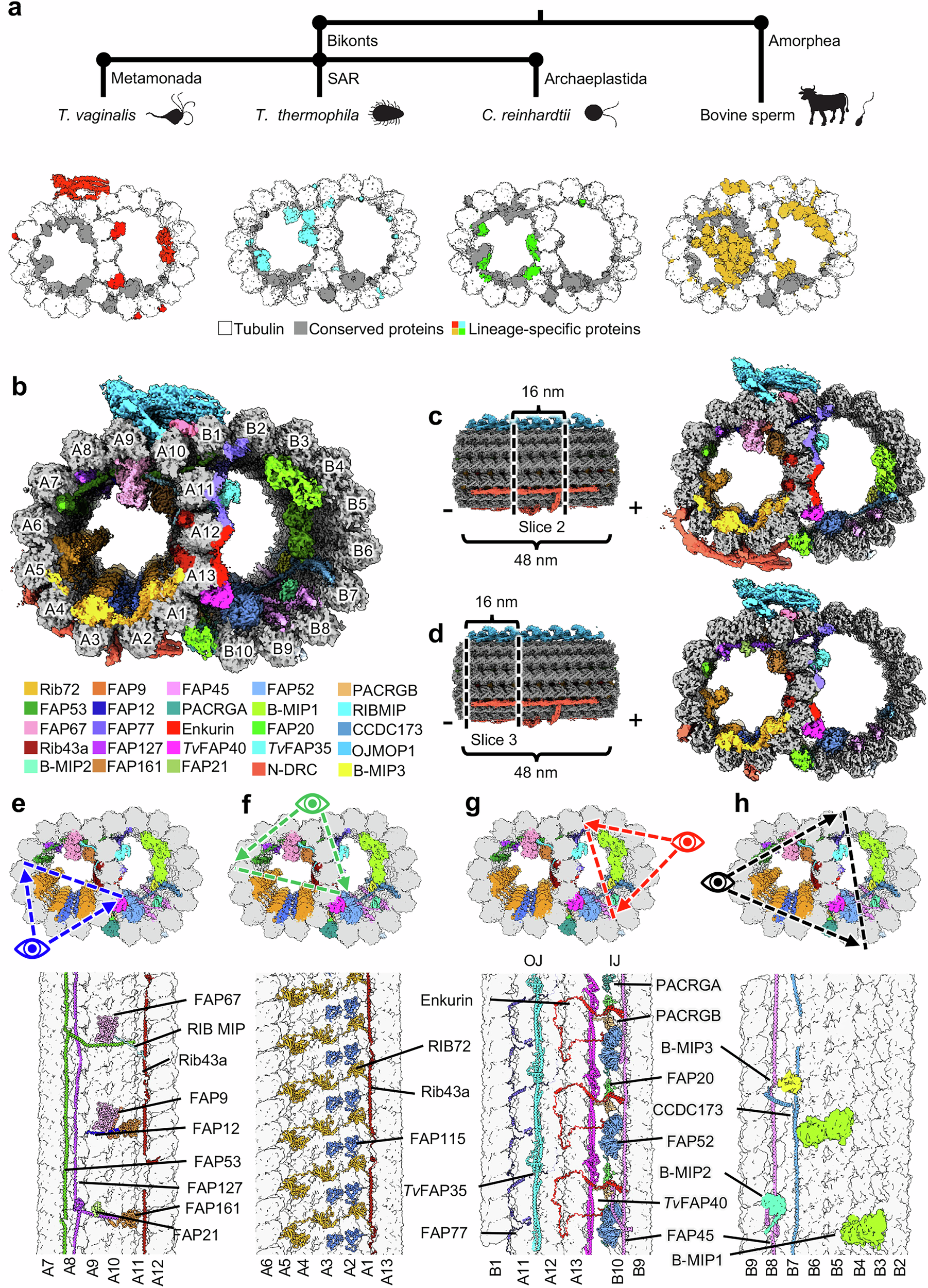 Fig. 2: Tv-DMTs reveal conserved and species-specific MIPs.