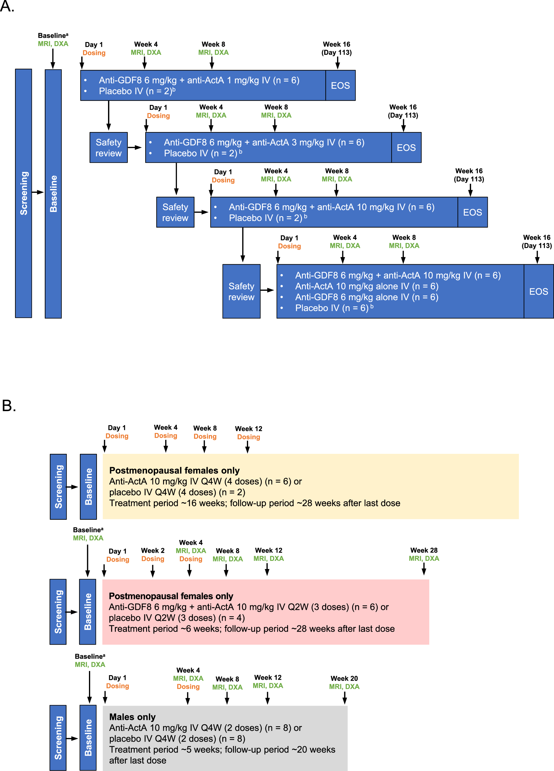 semaglutide trevogrumab and garetosmab GDF8 and activin A are the key negative regulators of muscle mass in  postmenopausal females: a randomized phase I trial