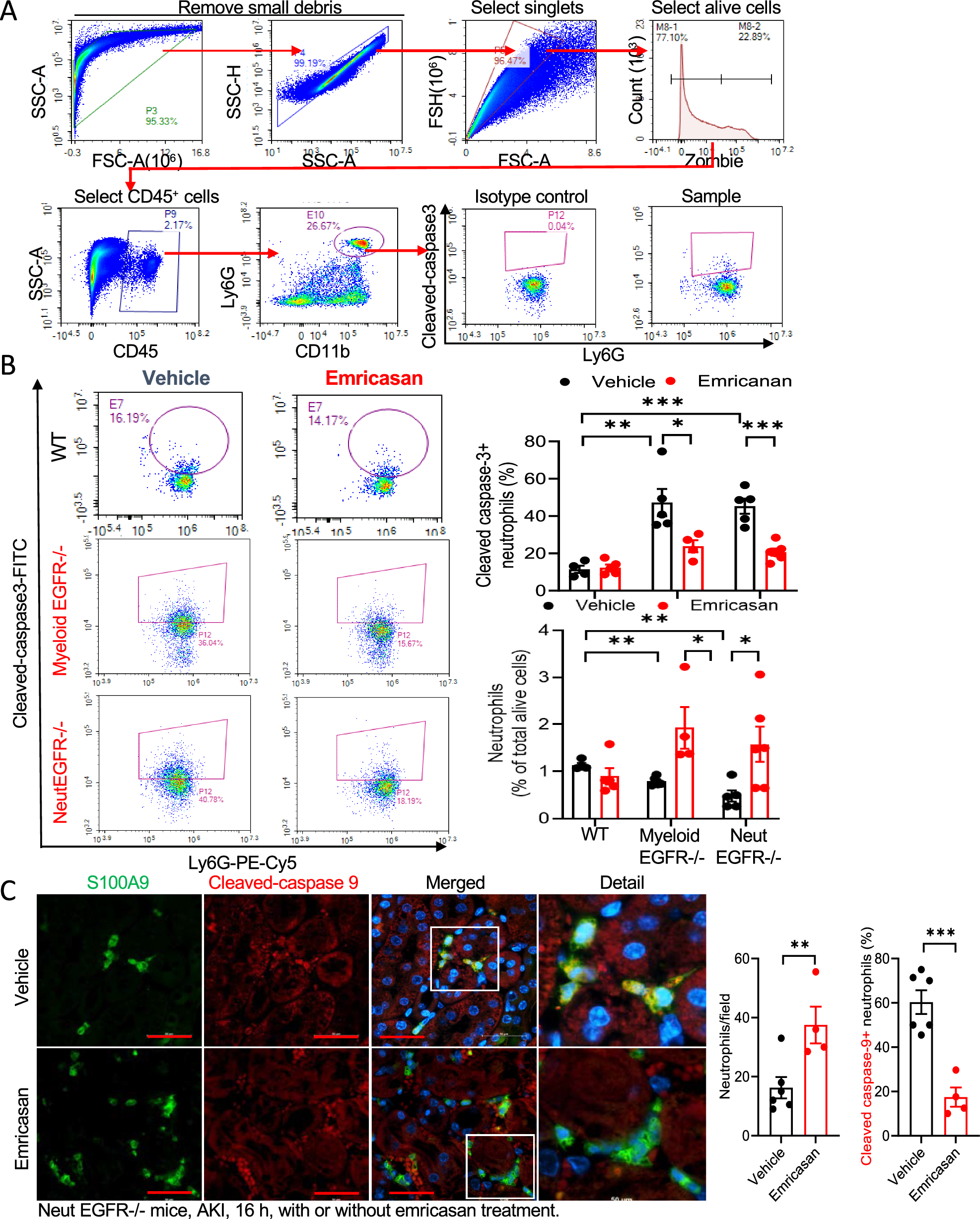 Fig. 7: Selective neutrophil EGFR deletion increased neutrophil apoptosis.