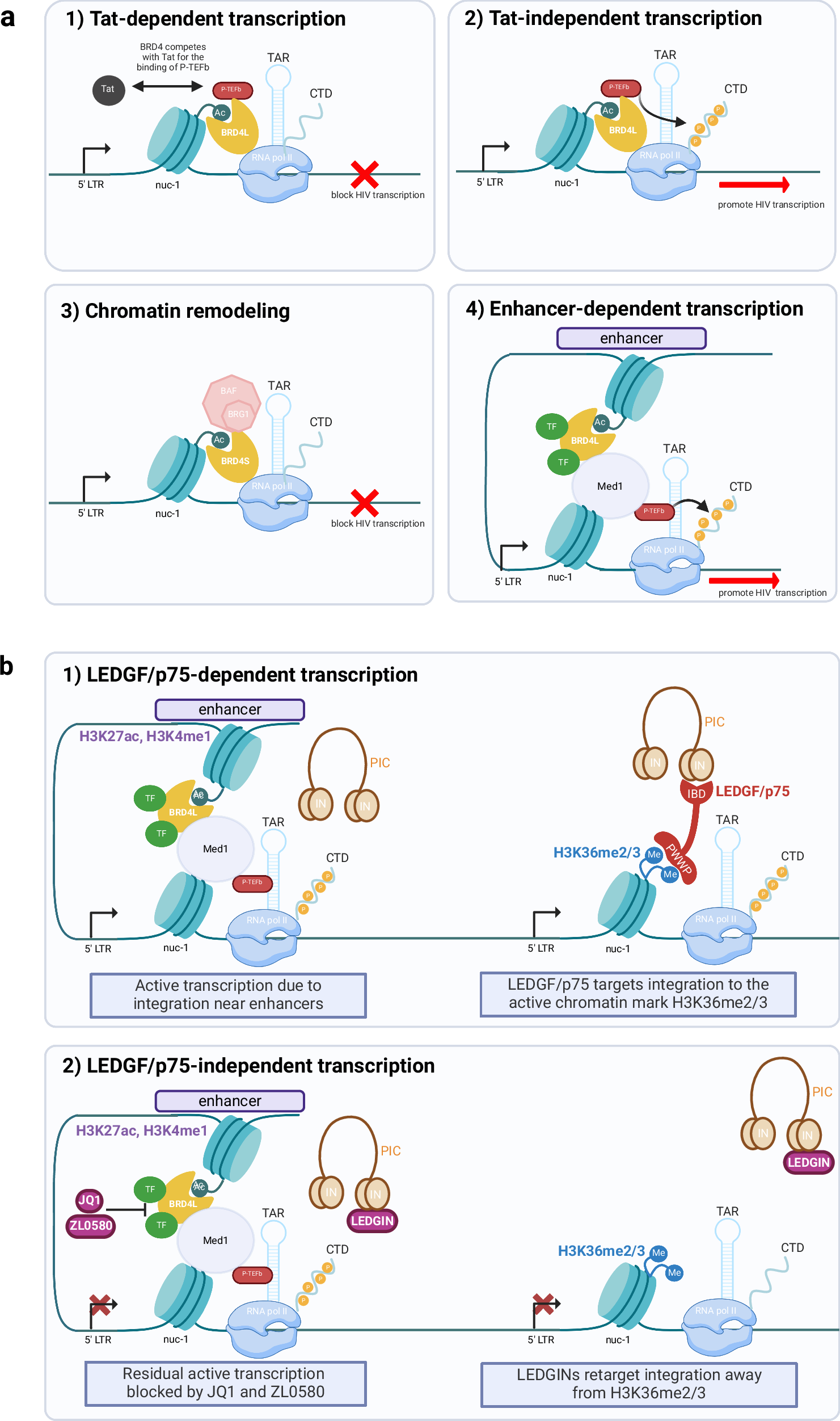 Fig. 9: The role of BRD4 in HIV-1 transcription in LEDGF/p75-dependent and LEDGIN-retargeted provirus.