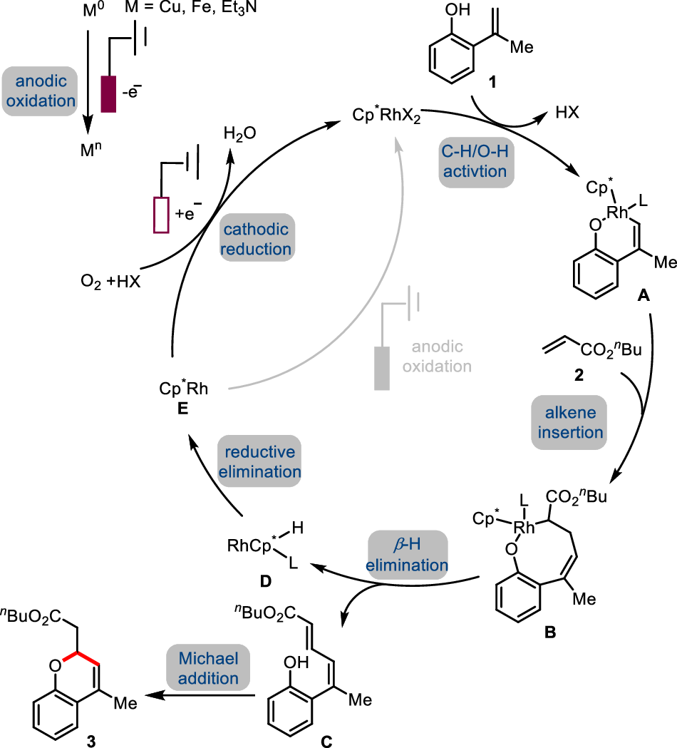 Fig. 5: Proposed catalytic cycles.