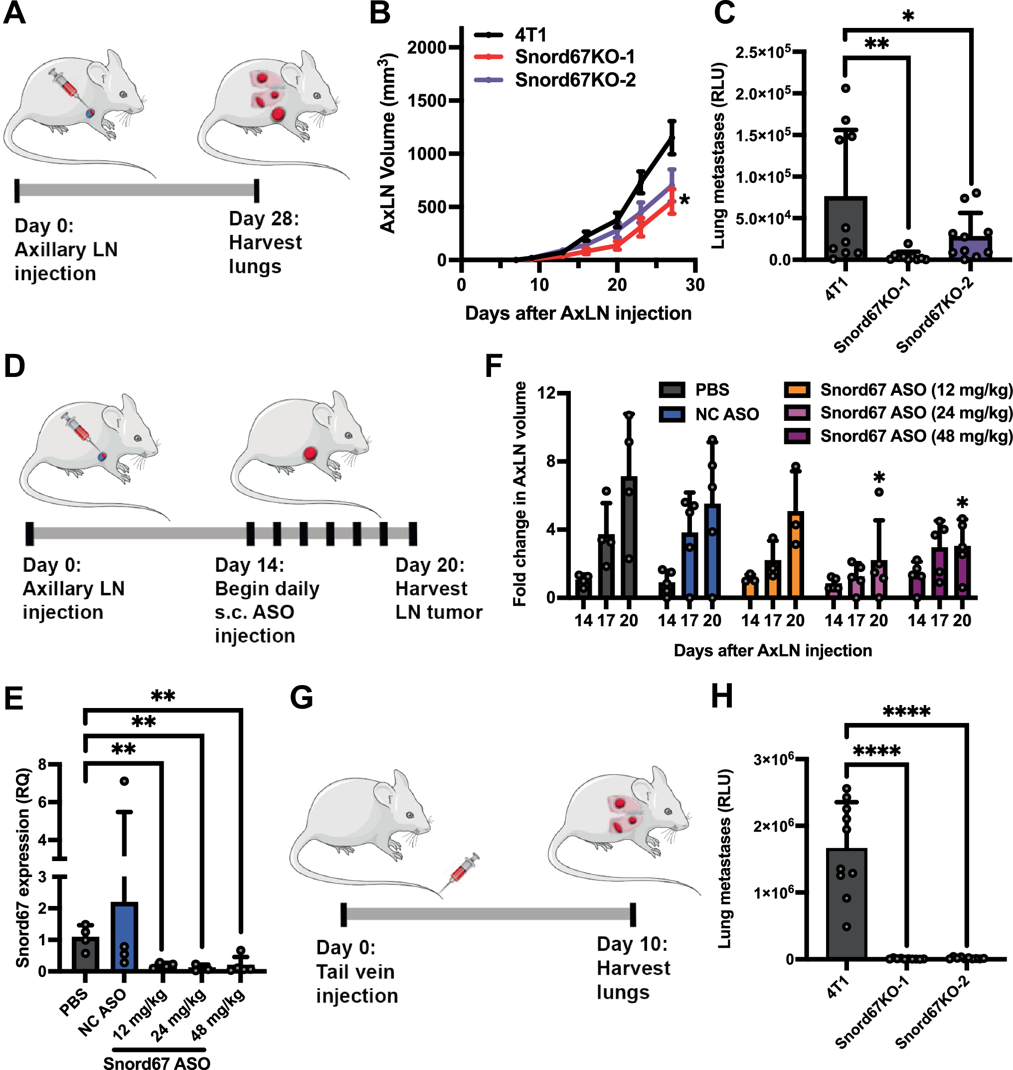 Fig. 4: Impact of Snord67 loss on AxLN tumor growth and metastasis.