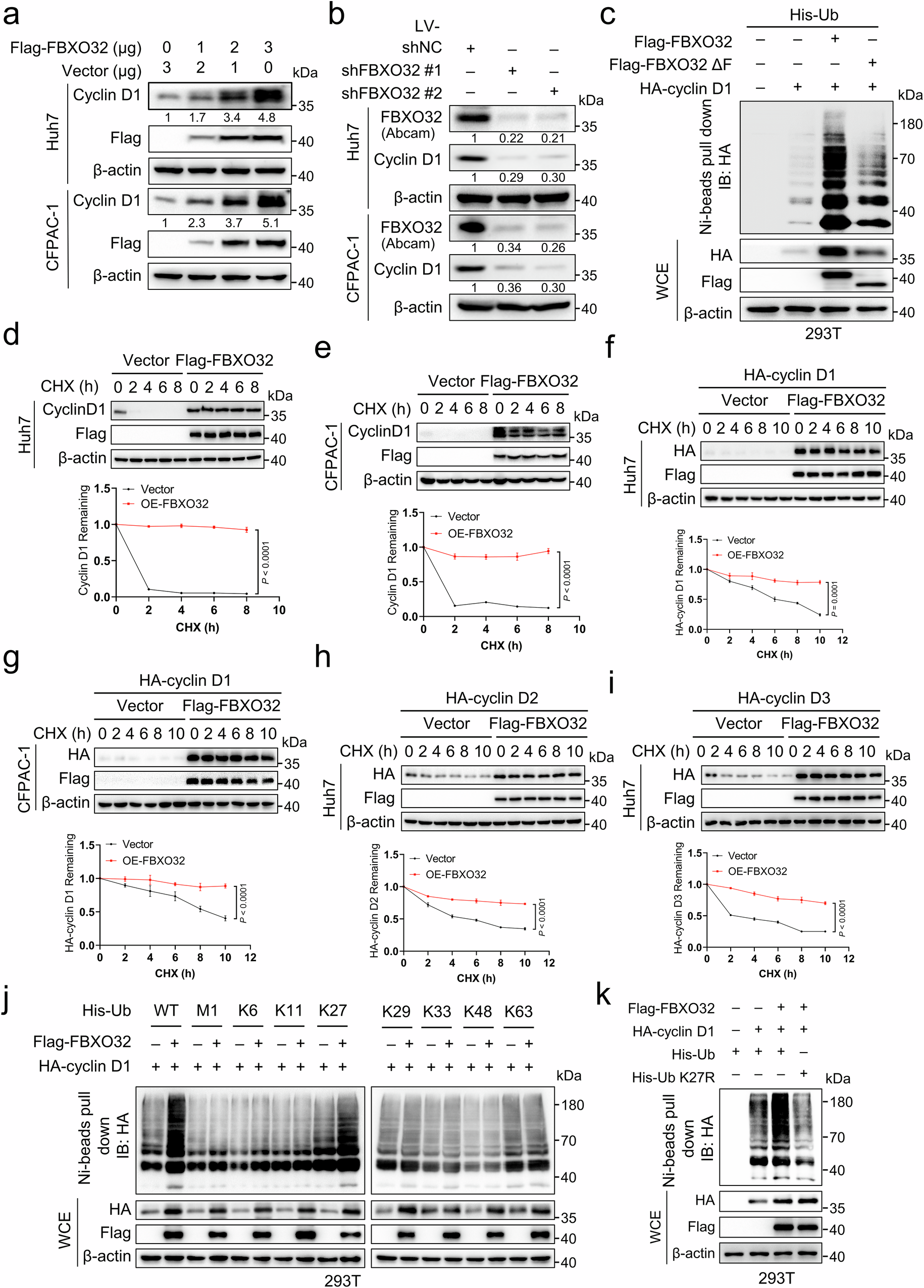 Fig. 2: FBXO32 upregulates D-type cyclins protein level by ubiquitin-mediated stabilization.