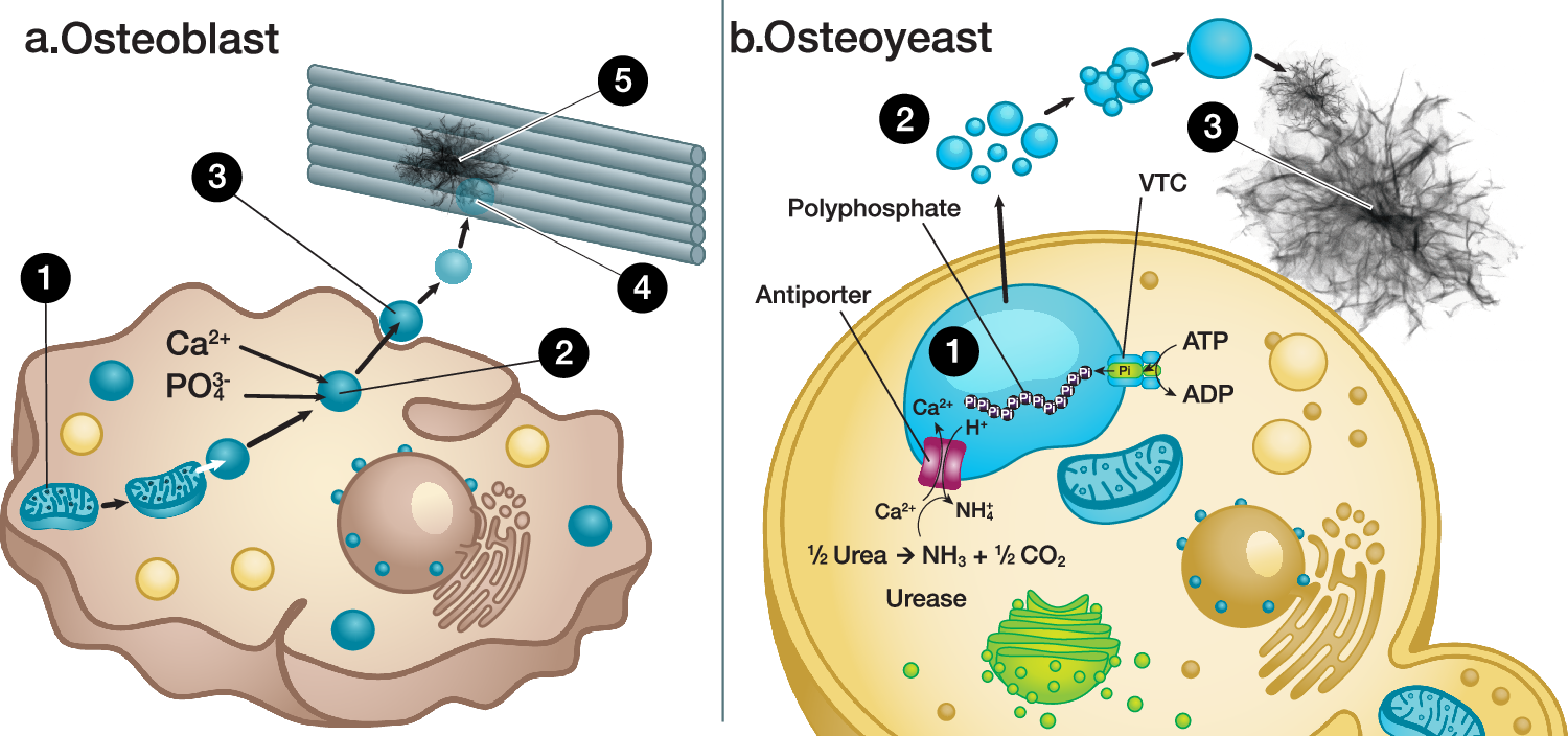尿を高付加価値のバイオインプラント素材に変換する手法を開発（Researchers create method for converting urine into high-value bio-implant material）