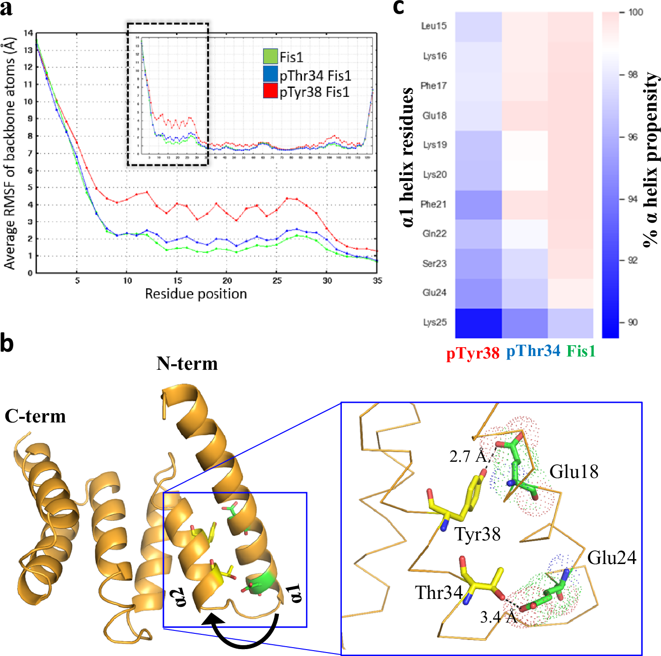 A hidden cysteine in Fis1 targeted to prevent excessive mitochondrial fission and dysfunction under oxidative stress
