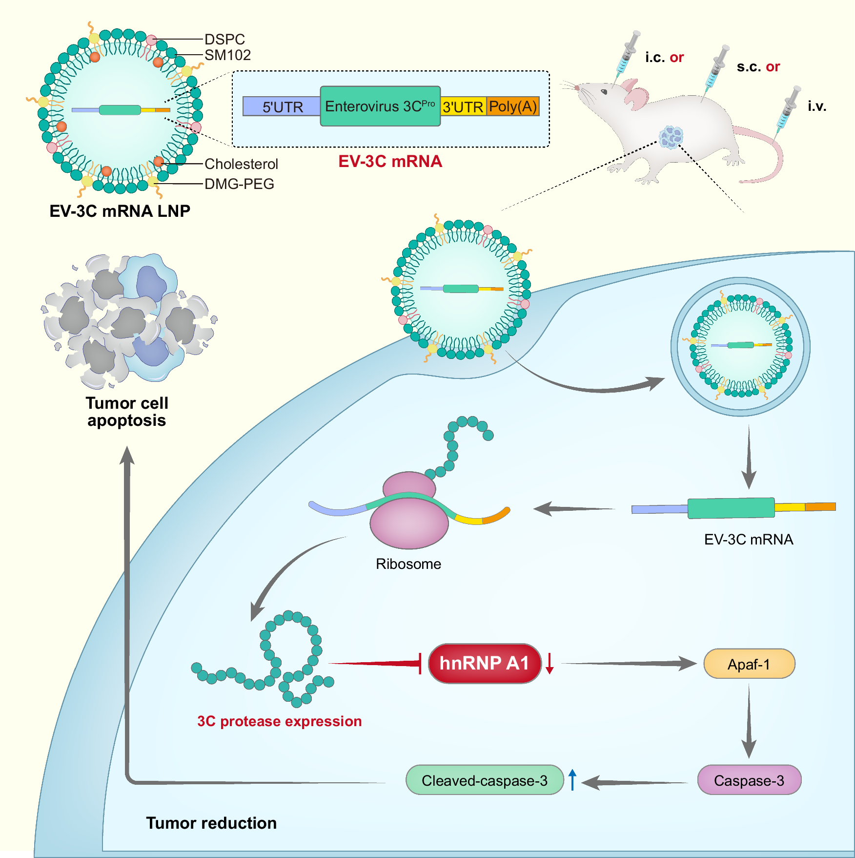 Fig. 8: Schematic illustration of apoptosis and tumor regression induced by EV 3C-mRNA.
