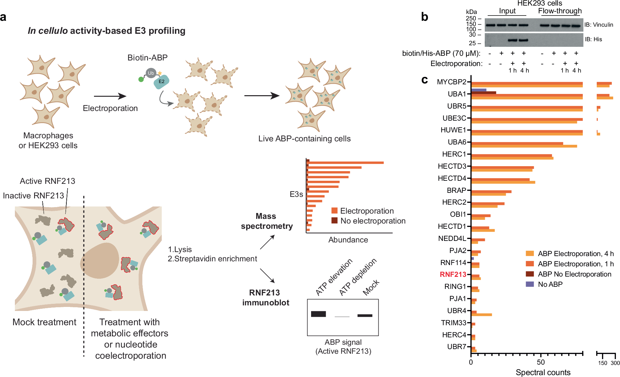 Fig. 2: In cellula activity-based E3 ligase profiling.